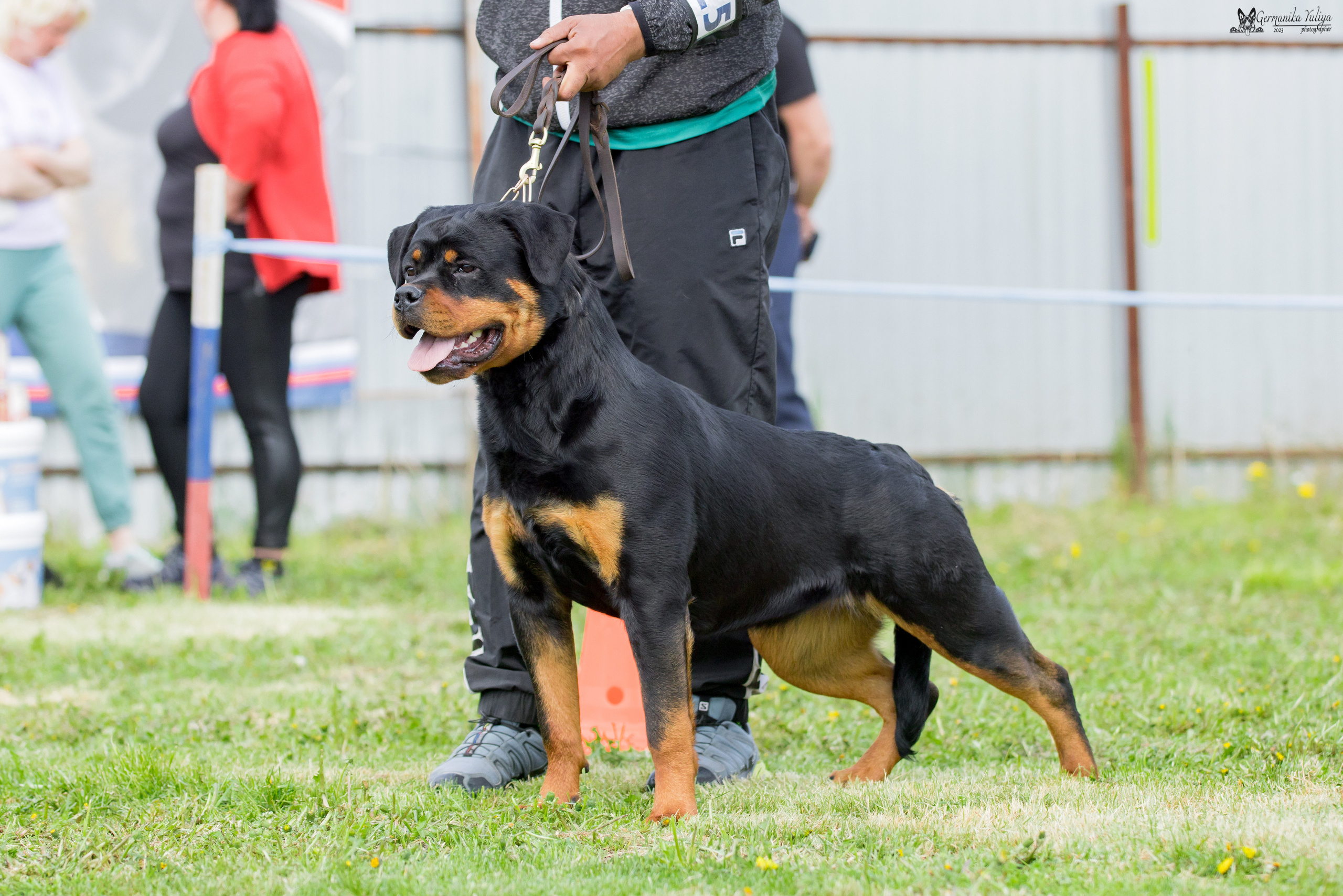 Нижний Новгород моно ротвейлеров 13.05.2023. Фотограф-анималист Юлия Германика
