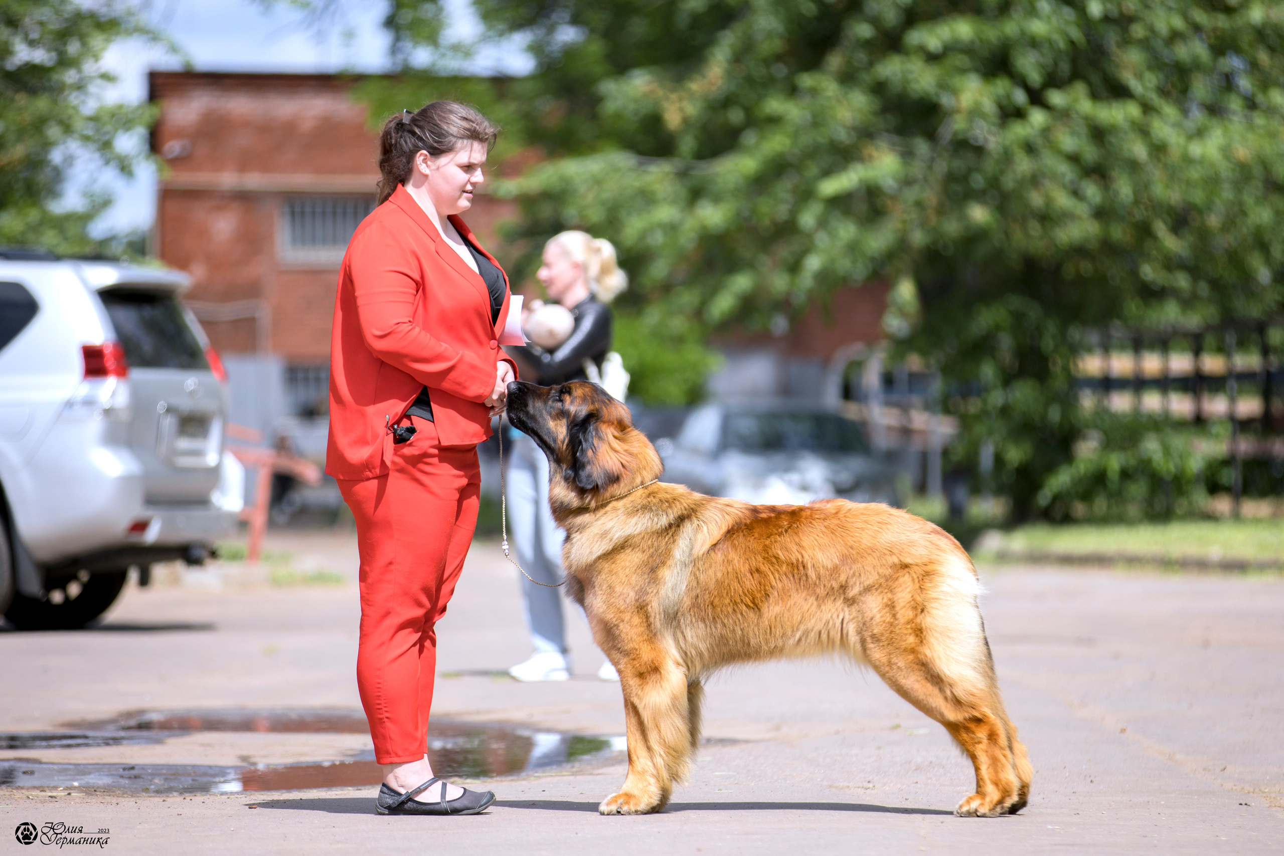Националка Леонбергеров 28.05.2023. Фотограф-анималист Юлия Германика