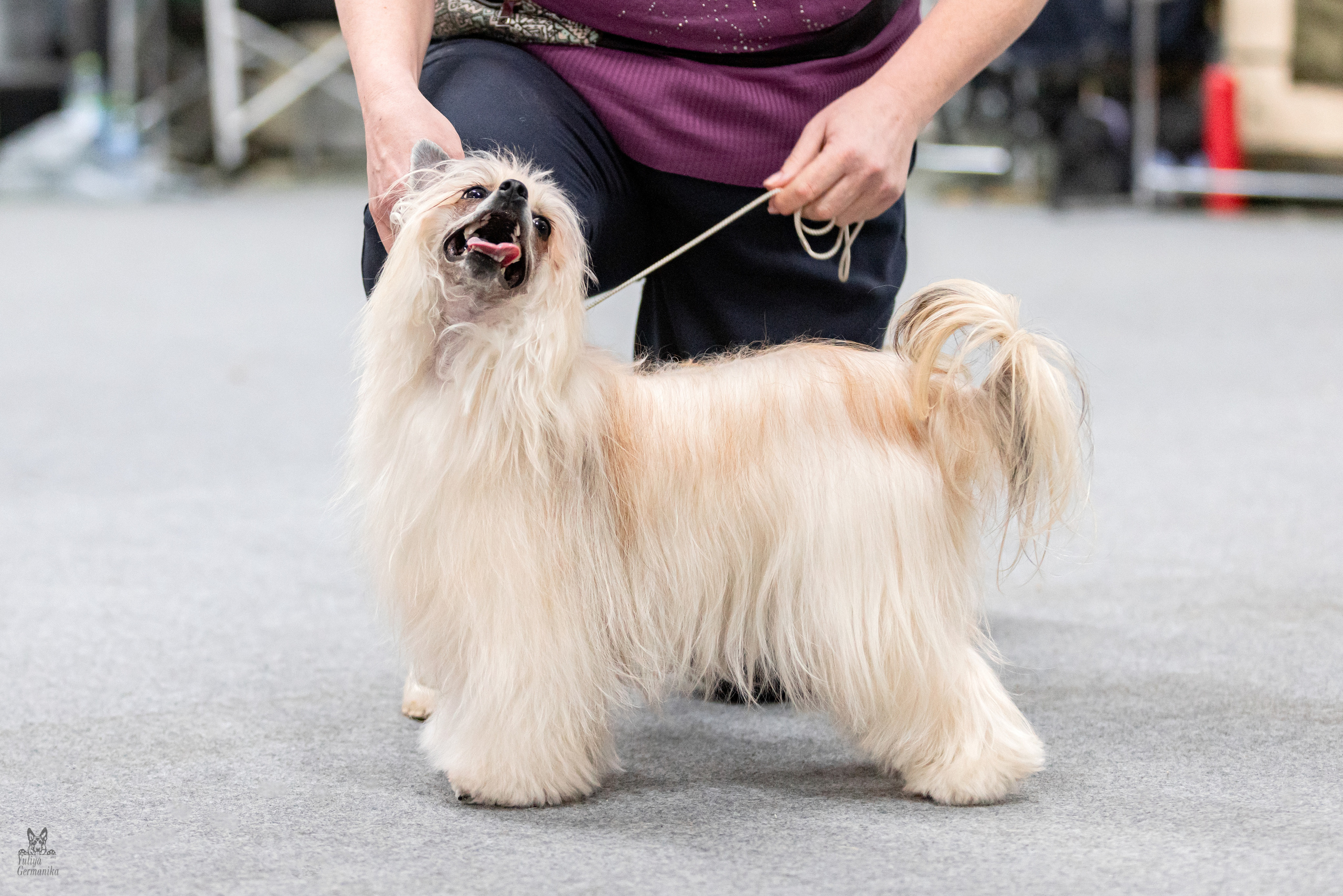 Сфера+доберманы 02.04.2023. Фотограф-анималист Юлия Германика