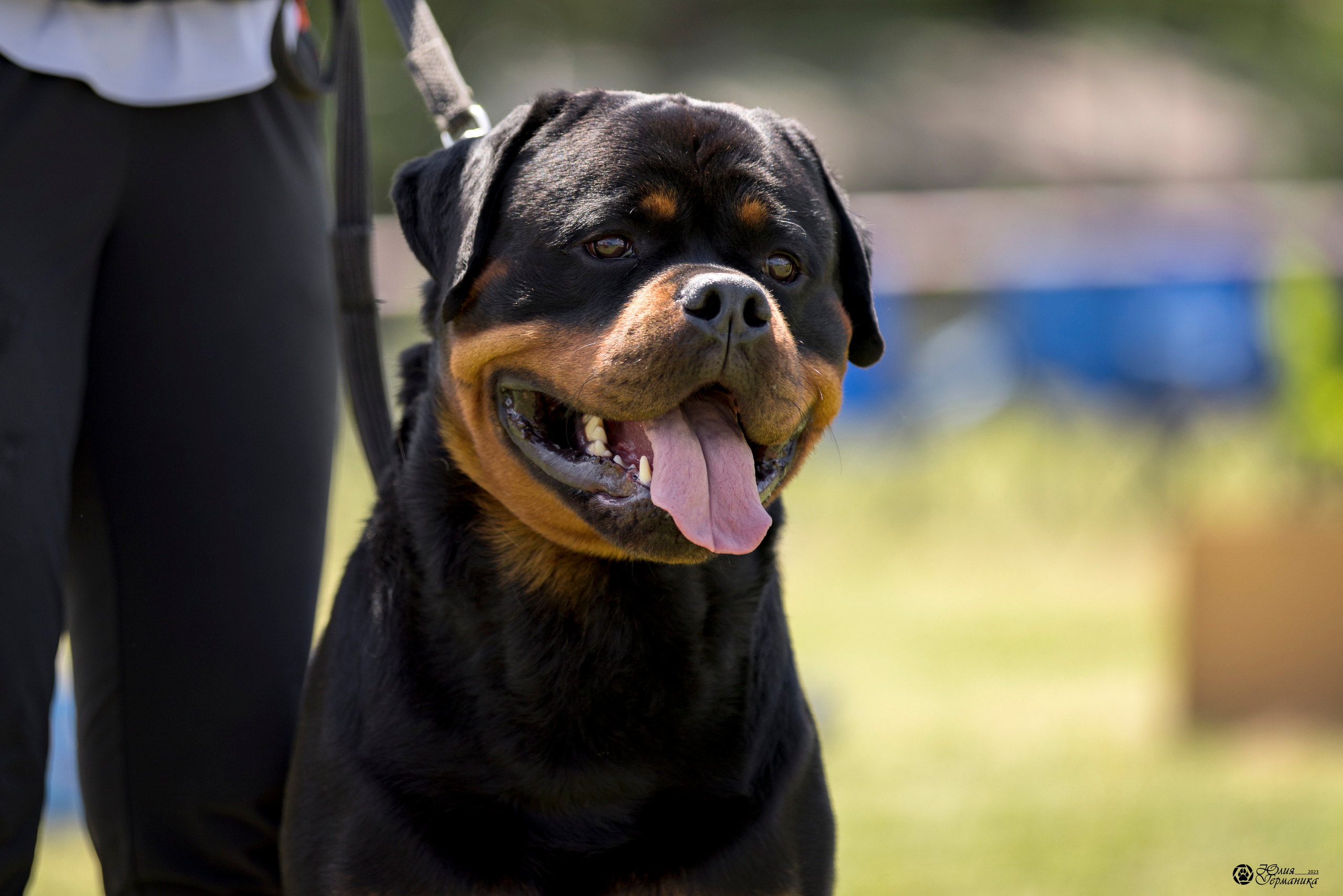 Воронеж 2хмоно ротвейлеров 3-4.06.2023. Фотограф-анималист Юлия Германика