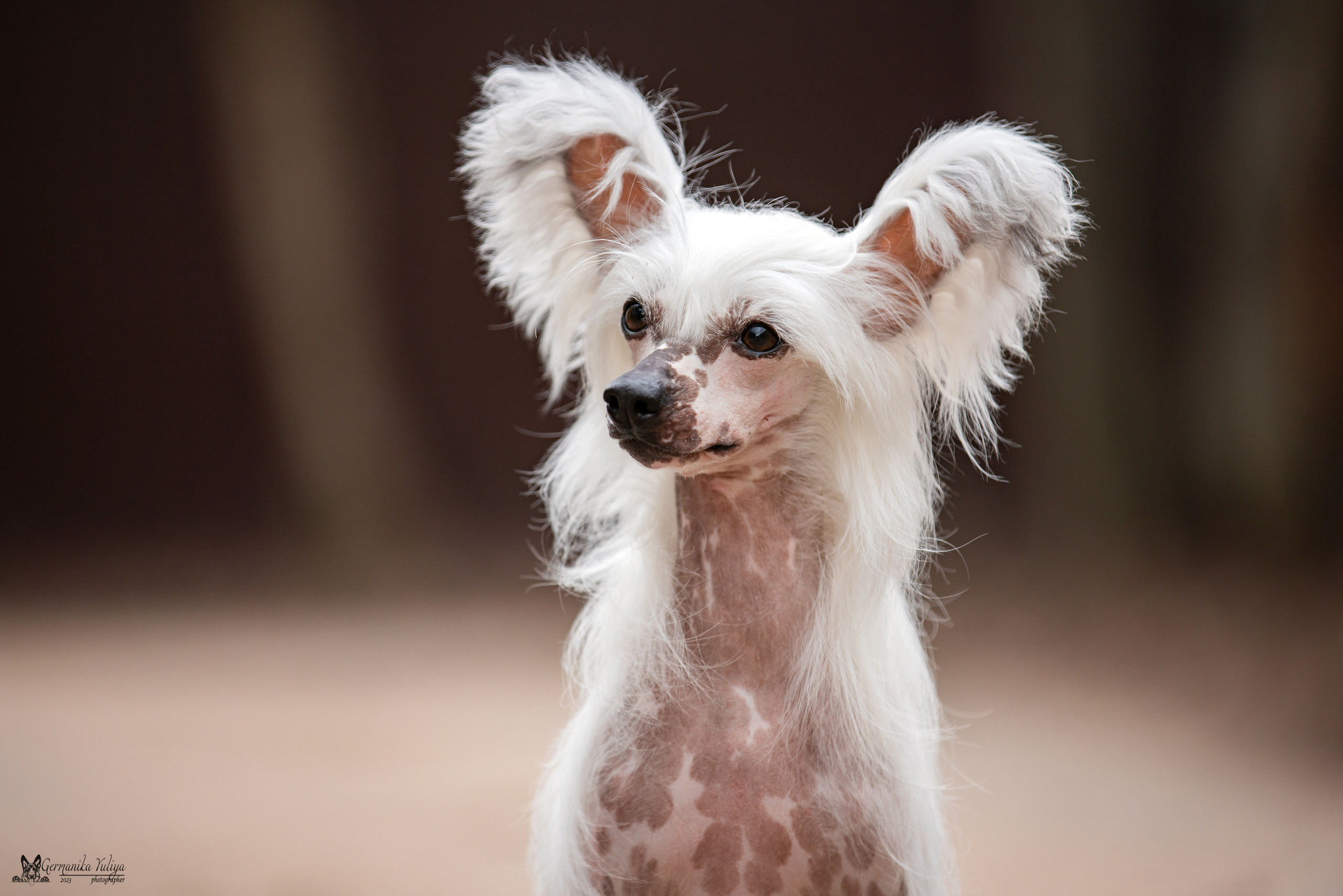 Сфера+МД 8-9.04.2023. Фотограф-анималист Юлия Германика