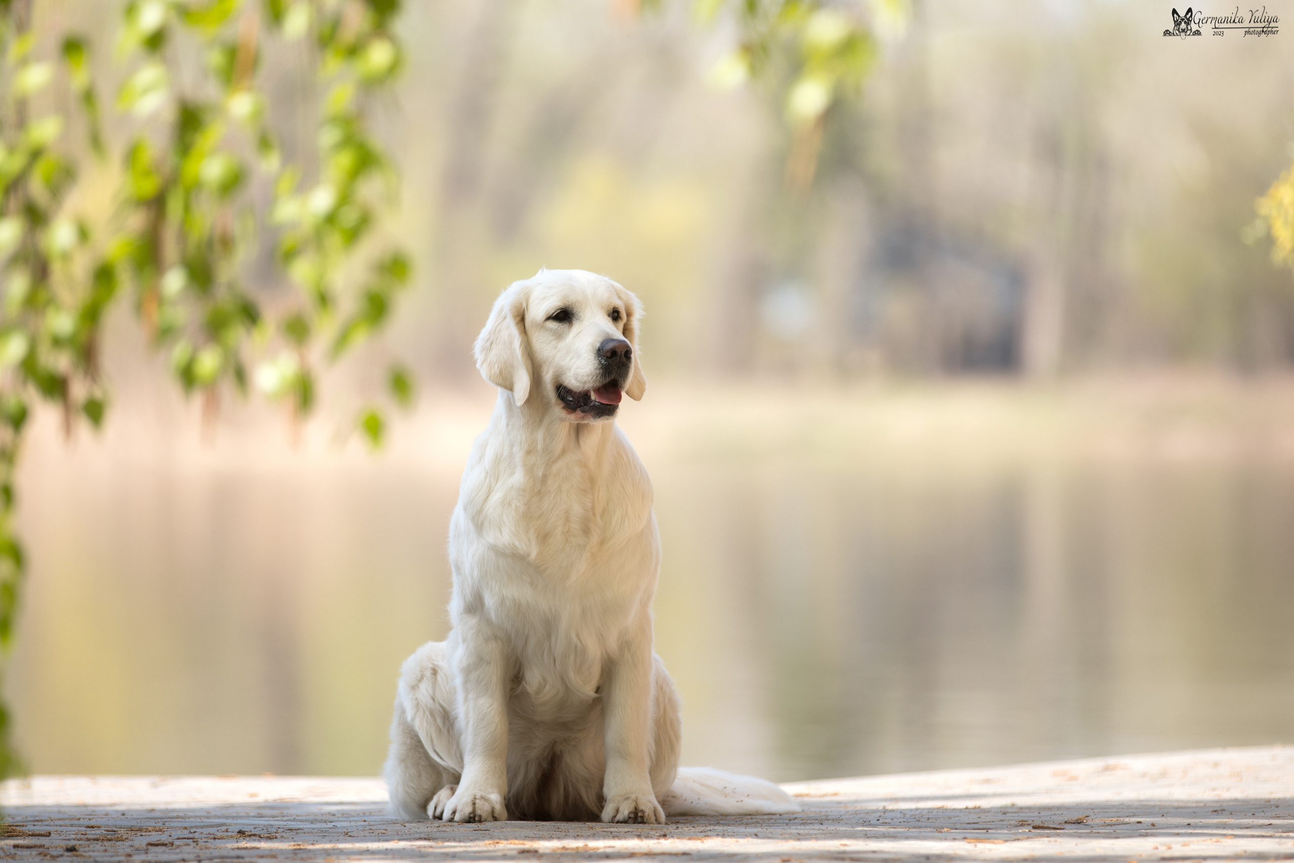 Голдены Саратов 24.04.2023. Фотограф-анималист Юлия Германика