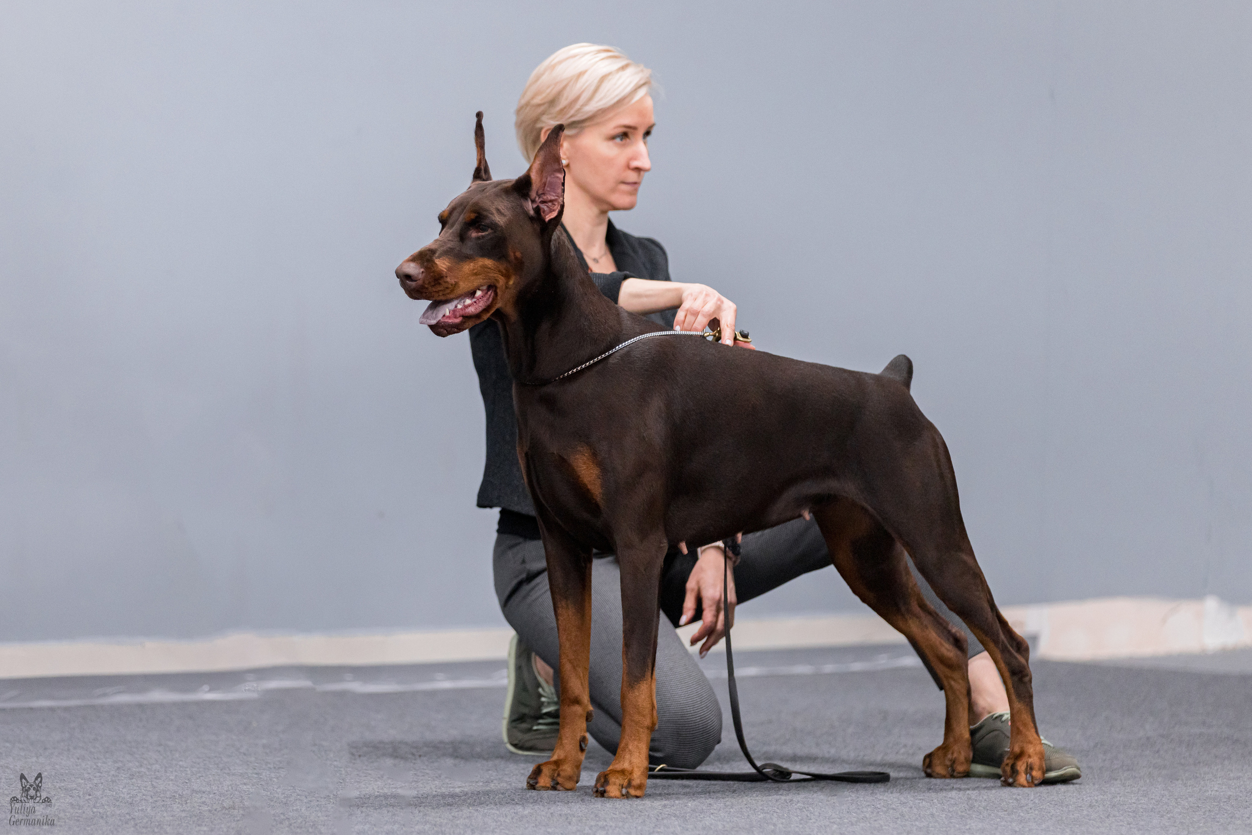 Сфера+доберманы 02.04.2023. Фотограф-анималист Юлия Германика