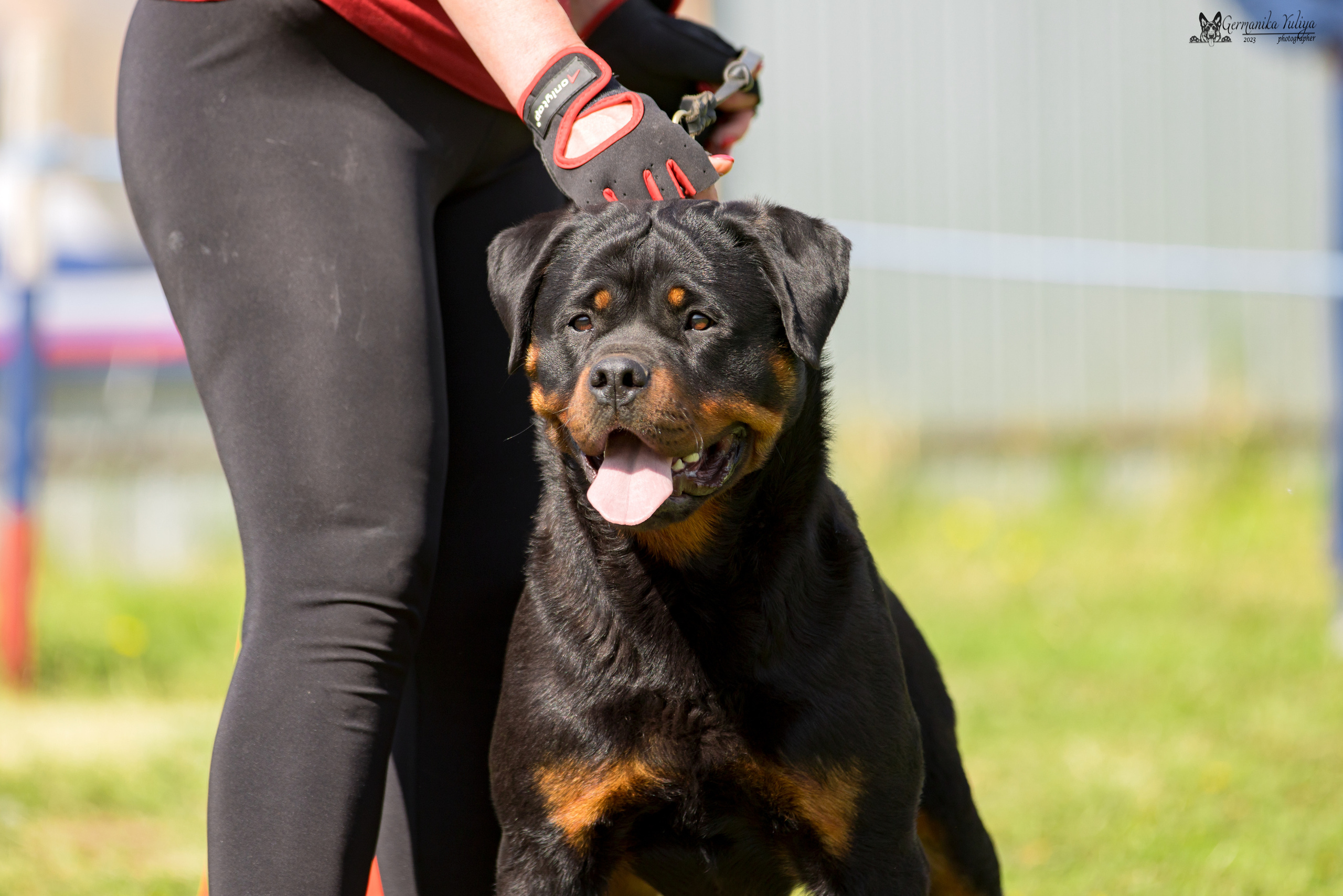 Нижний Новгород моно ротвейлеров 13.05.2023. Фотограф-анималист Юлия Германика