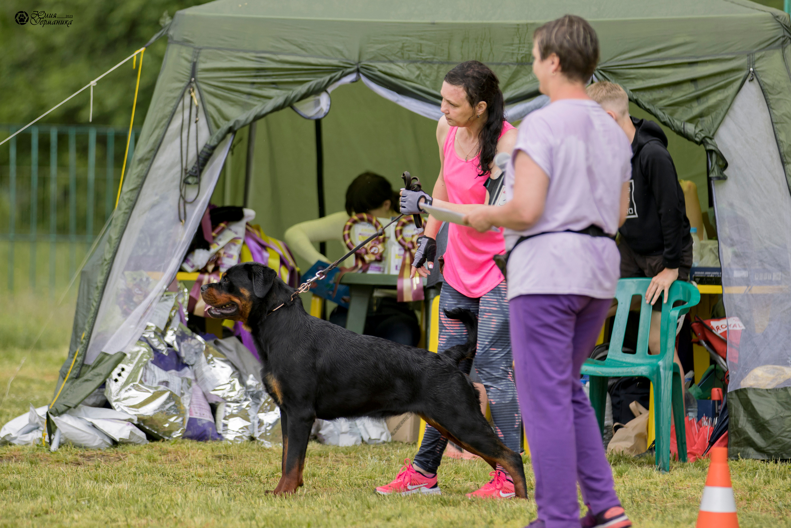 Воронеж 2хмоно ротвейлеров 3-4.06.2023. Фотограф-анималист Юлия Германика