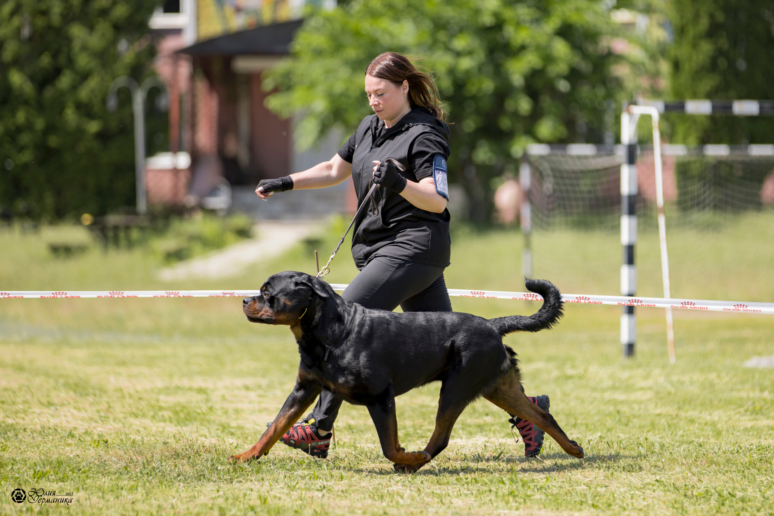 Воронеж 2хмоно ротвейлеров 3-4.06.2023. Фотограф-анималист Юлия Германика