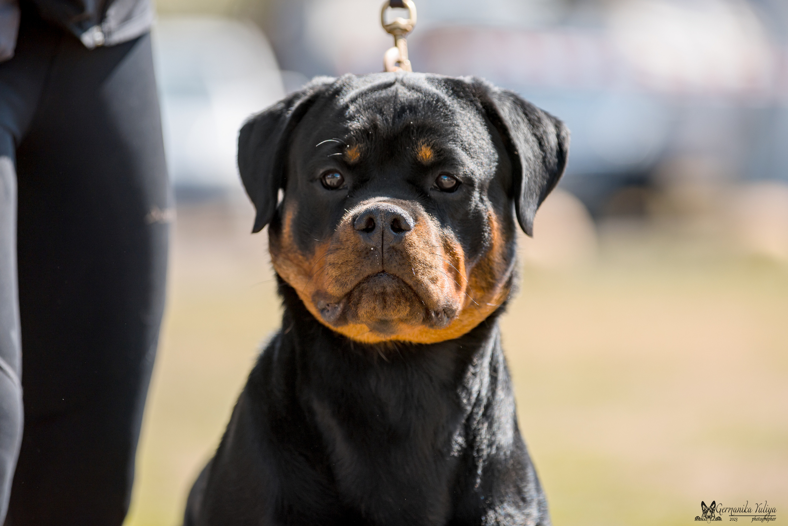 Саратов 2хмоно ротвейлеров 22-23.04.2023. Фотограф-анималист Юлия Германика