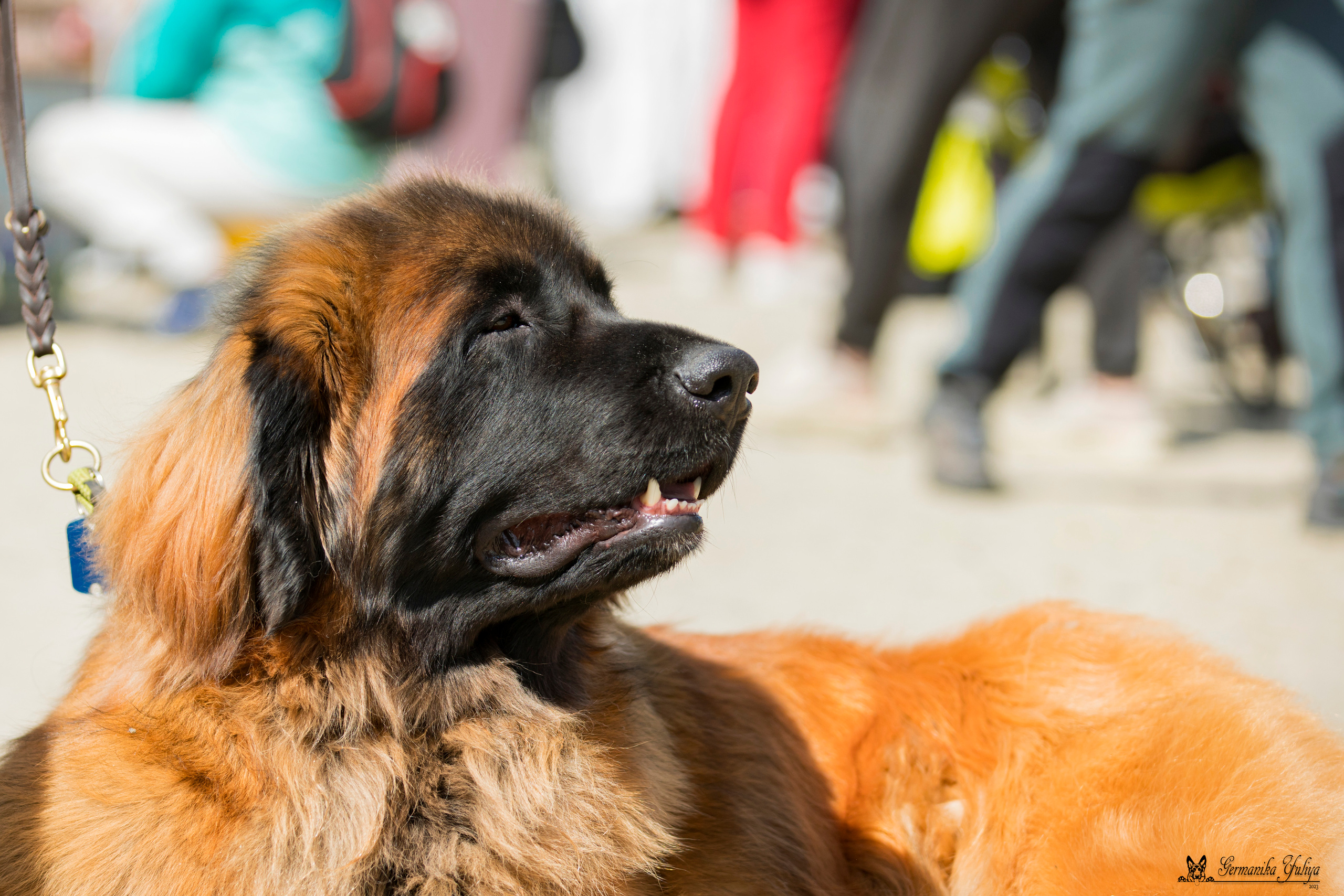 Россия 10-11.06.2023. Фотограф-анималист Юлия Германика