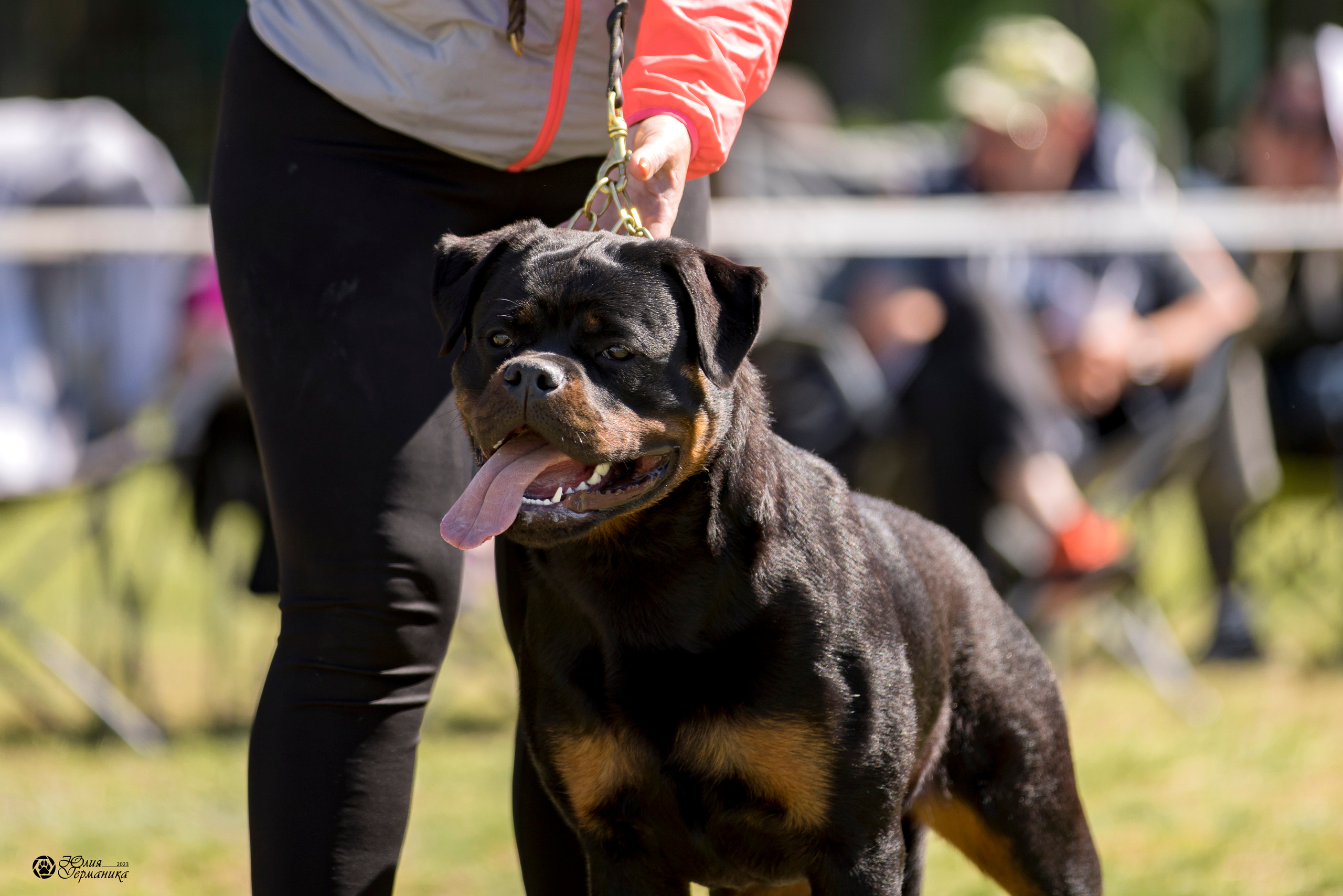 Воронеж 2хмоно ротвейлеров 3-4.06.2023. Фотограф-анималист Юлия Германика