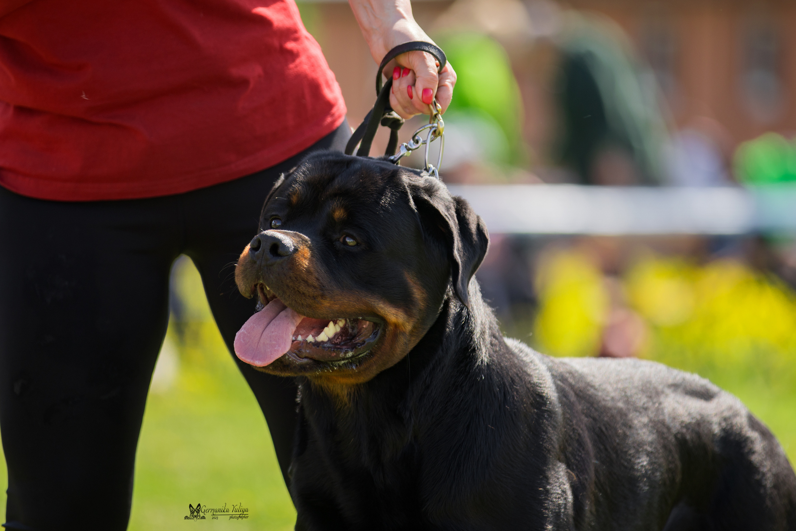 Нижний Новгород моно ротвейлеров 13.05.2023. Фотограф-анималист Юлия Германика