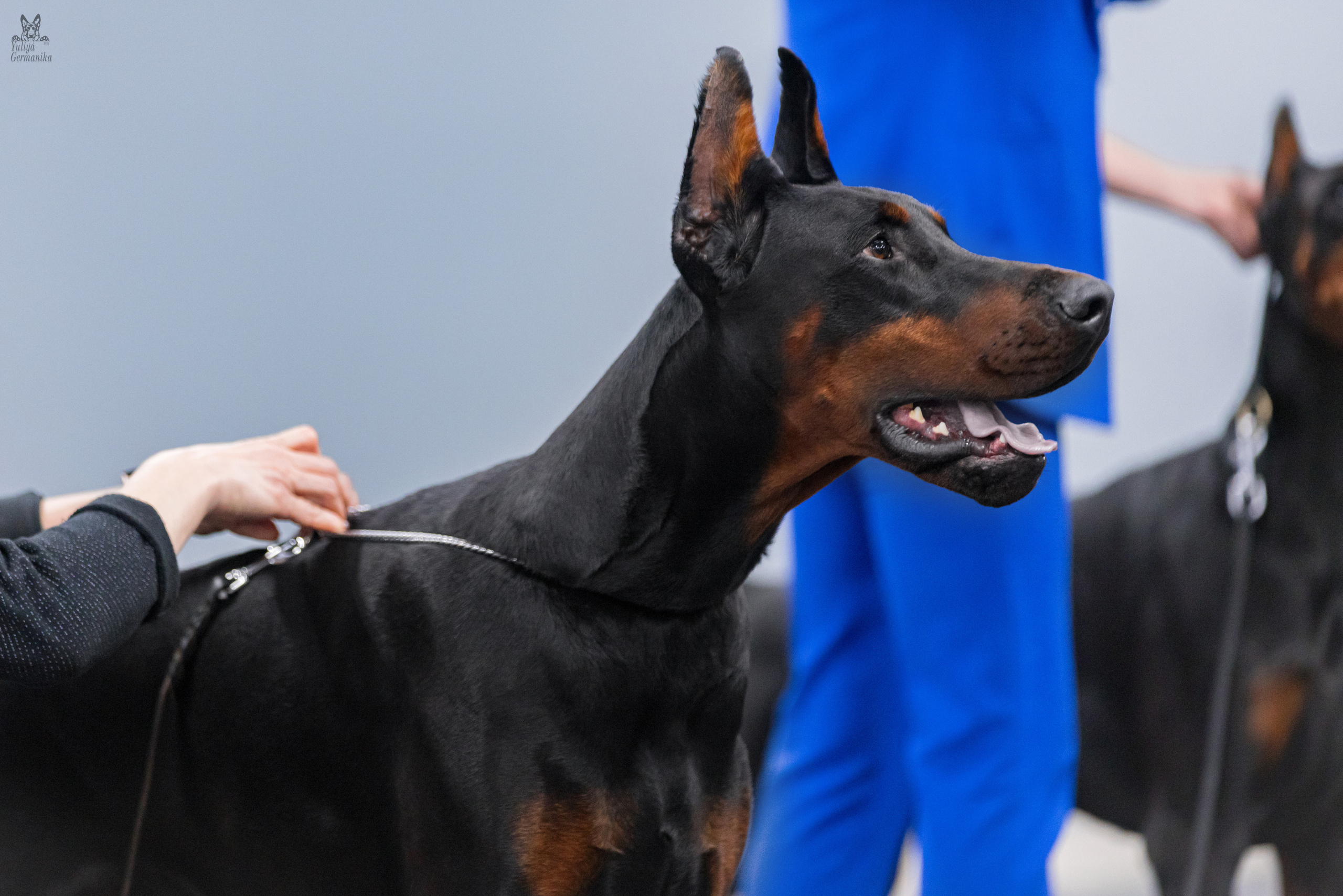 Сфера+доберманы 02.04.2023. Фотограф-анималист Юлия Германика