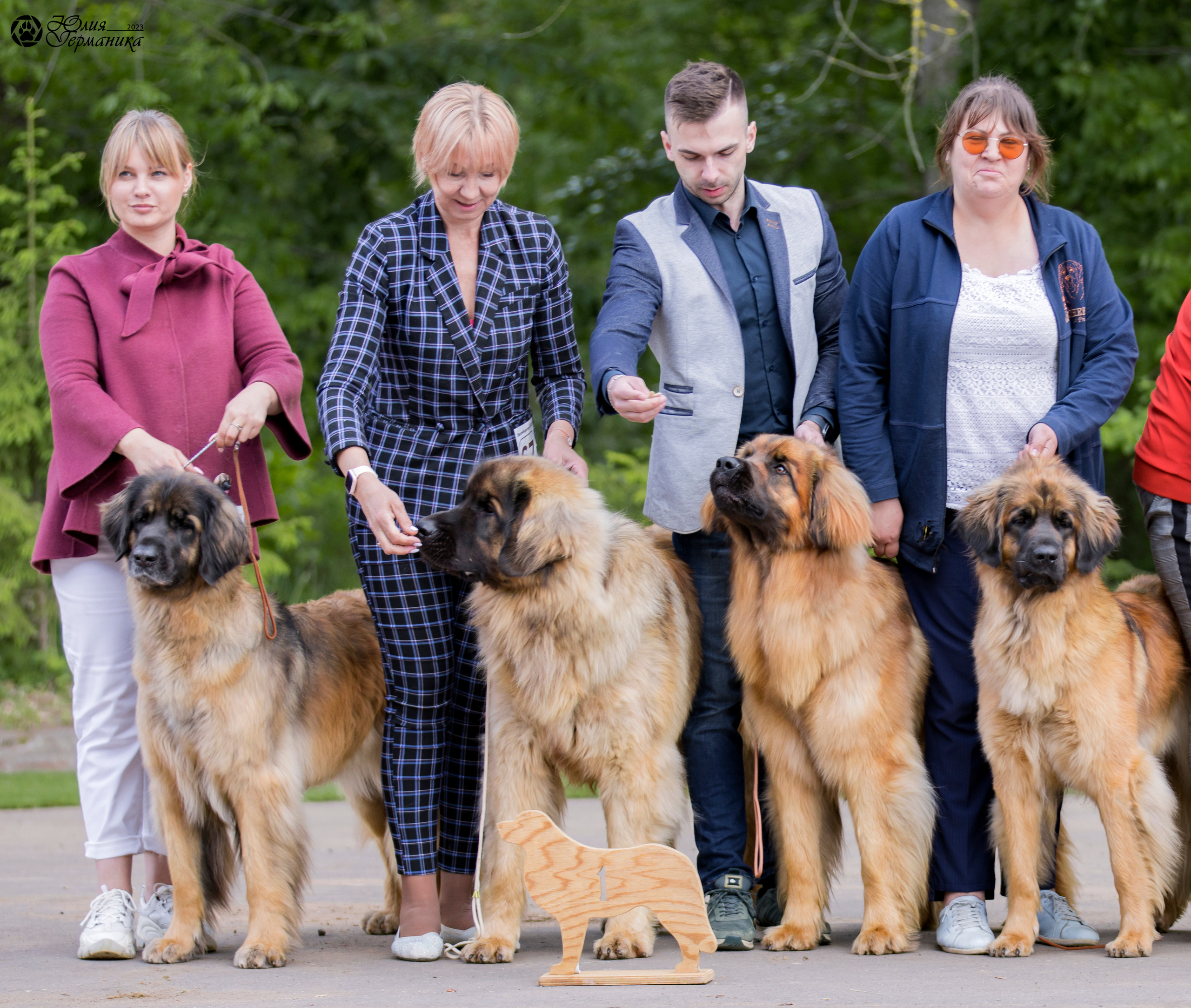 Националка Леонбергеров 28.05.2023. Фотограф-анималист Юлия Германика