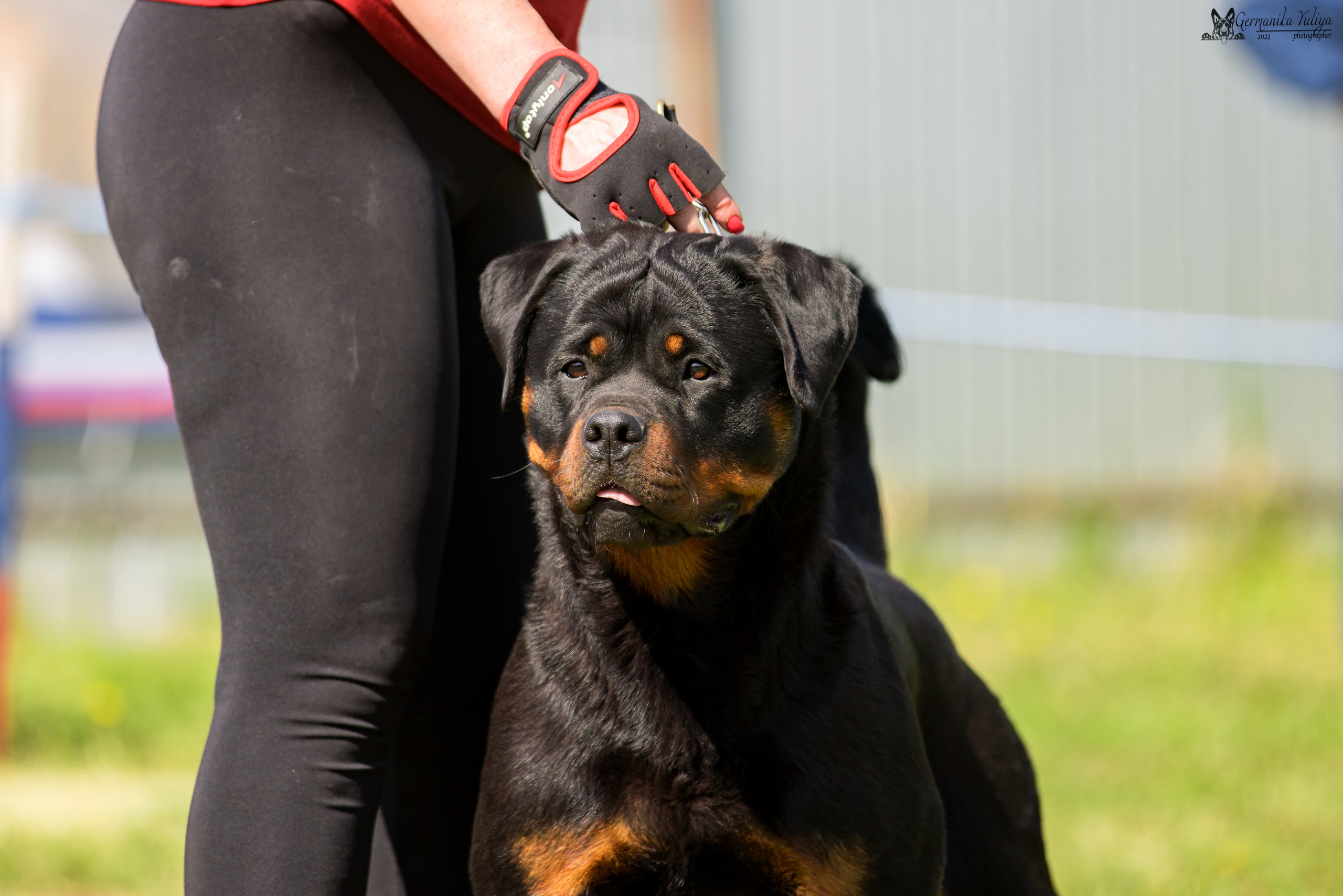 Нижний Новгород моно ротвейлеров 13.05.2023. Фотограф-анималист Юлия Германика