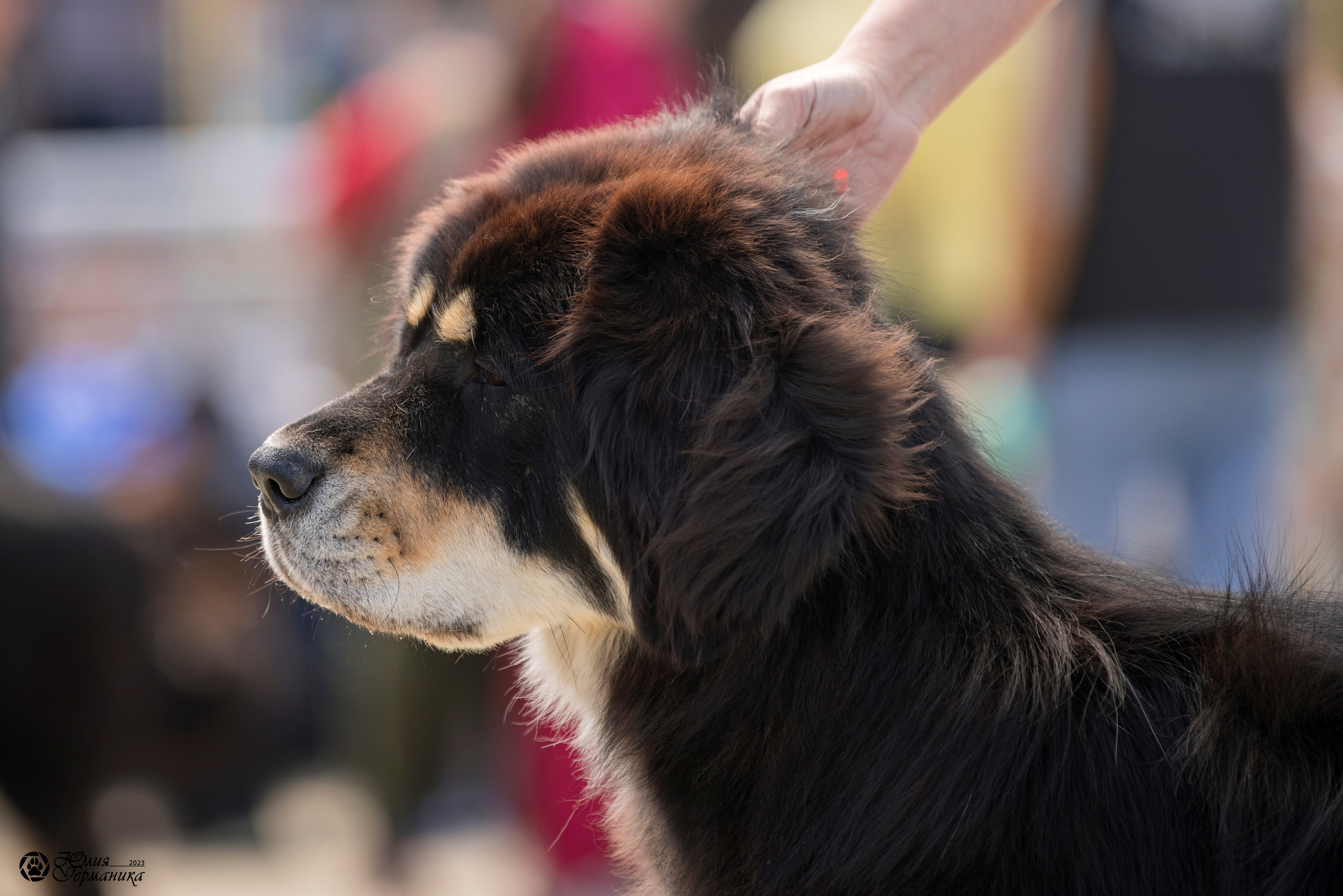 Россия 10-11.06.2023. Фотограф-анималист Юлия Германика