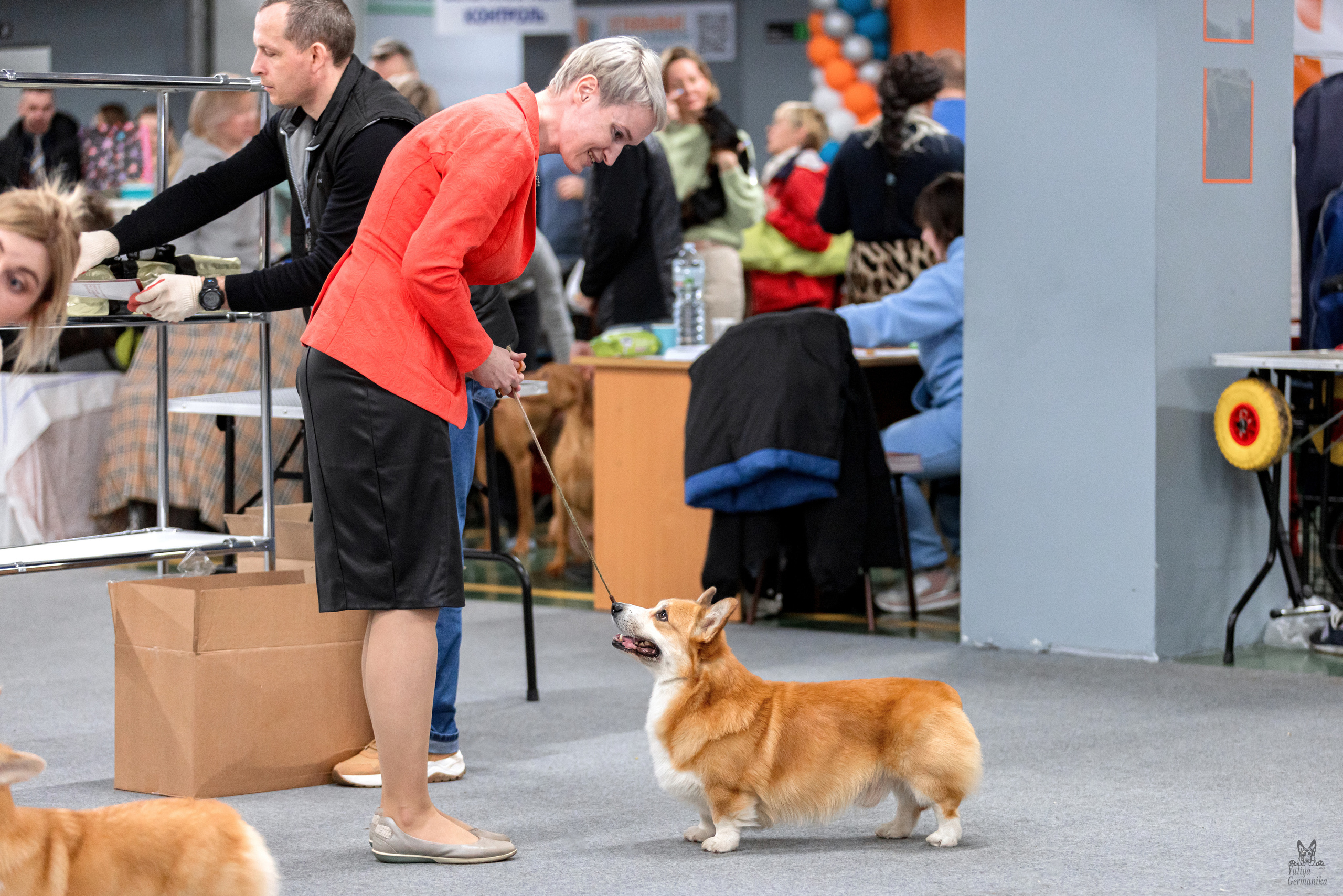 Сфера+доберманы 02.04.2023. Фотограф-анималист Юлия Германика