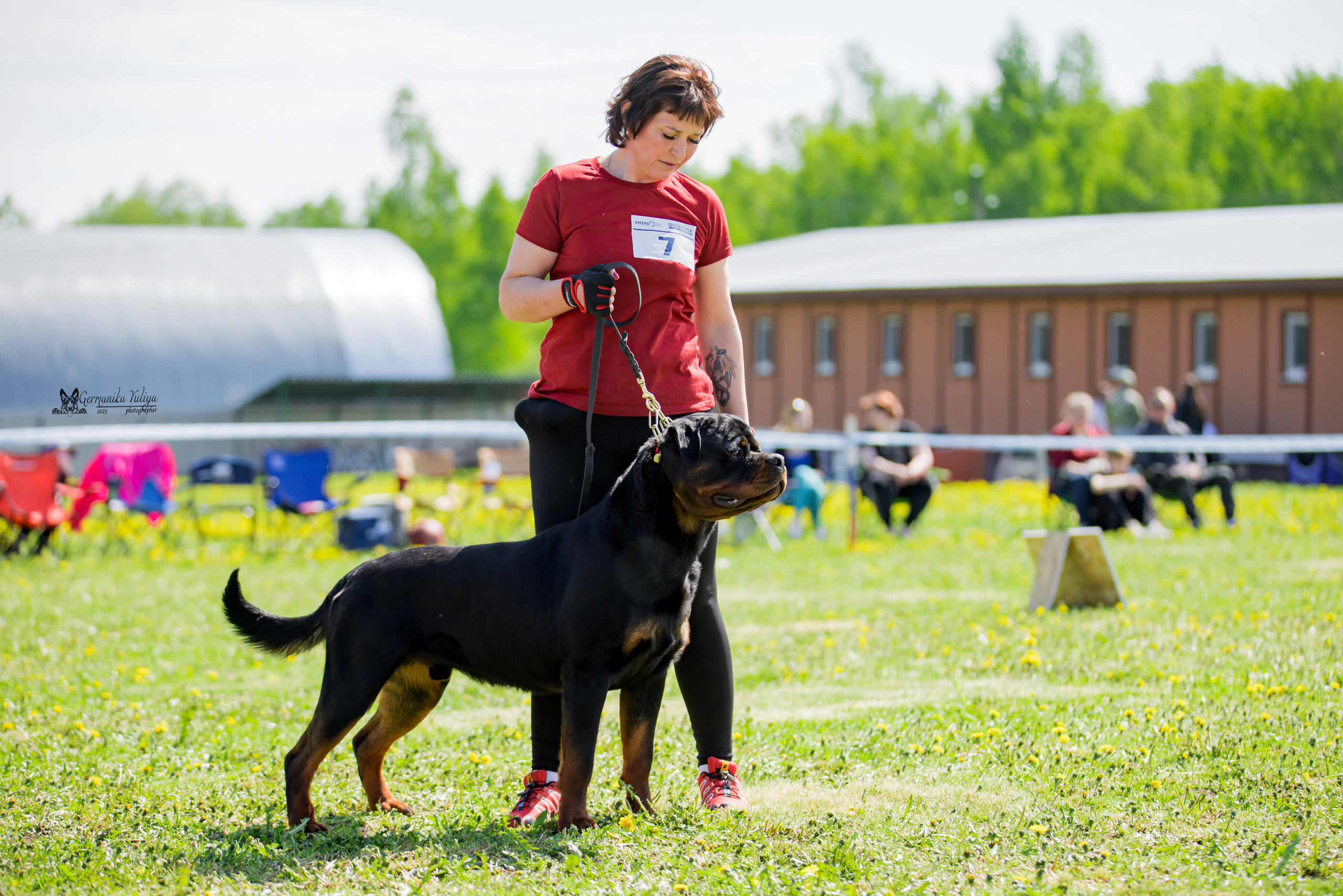 Нижний Новгород моно ротвейлеров 13.05.2023. Фотограф-анималист Юлия Германика