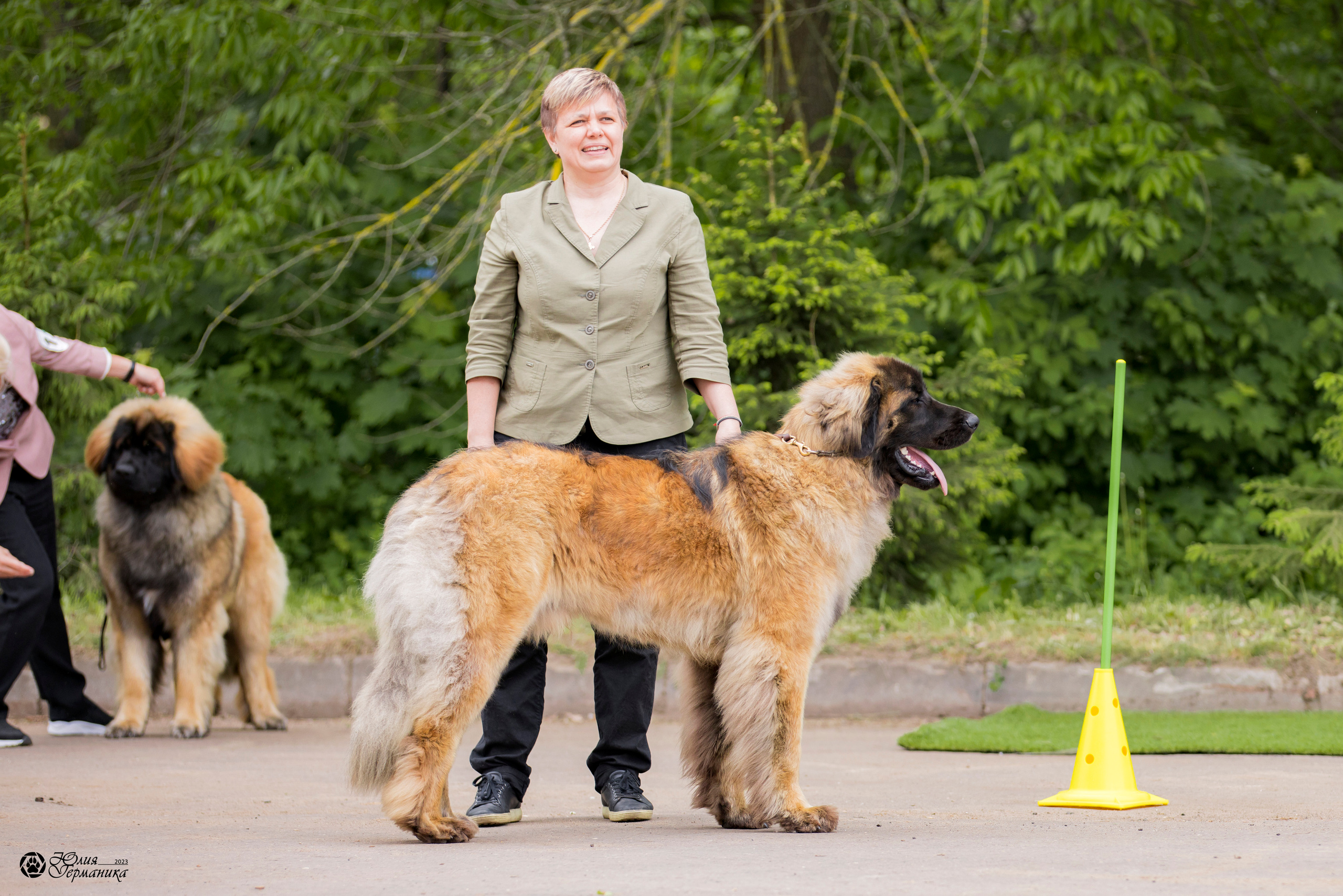 Националка Леонбергеров 28.05.2023. Фотограф-анималист Юлия Германика