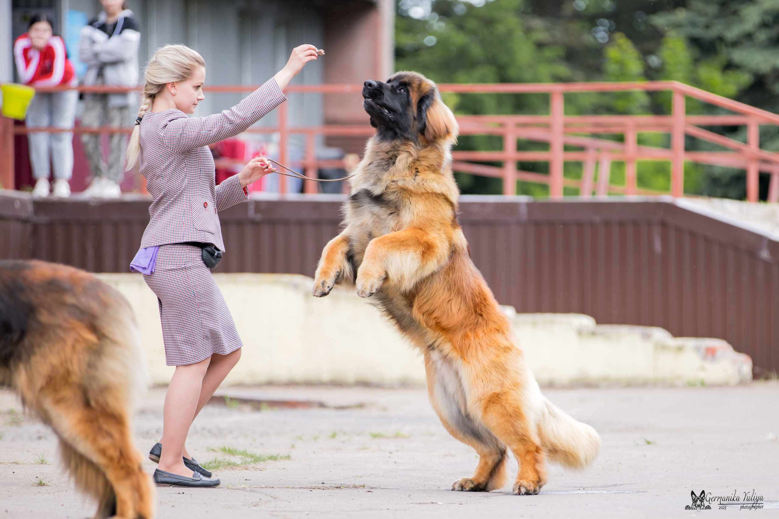 Националка Леонбергеров 28.05.2023. Фотограф-анималист Юлия Германика