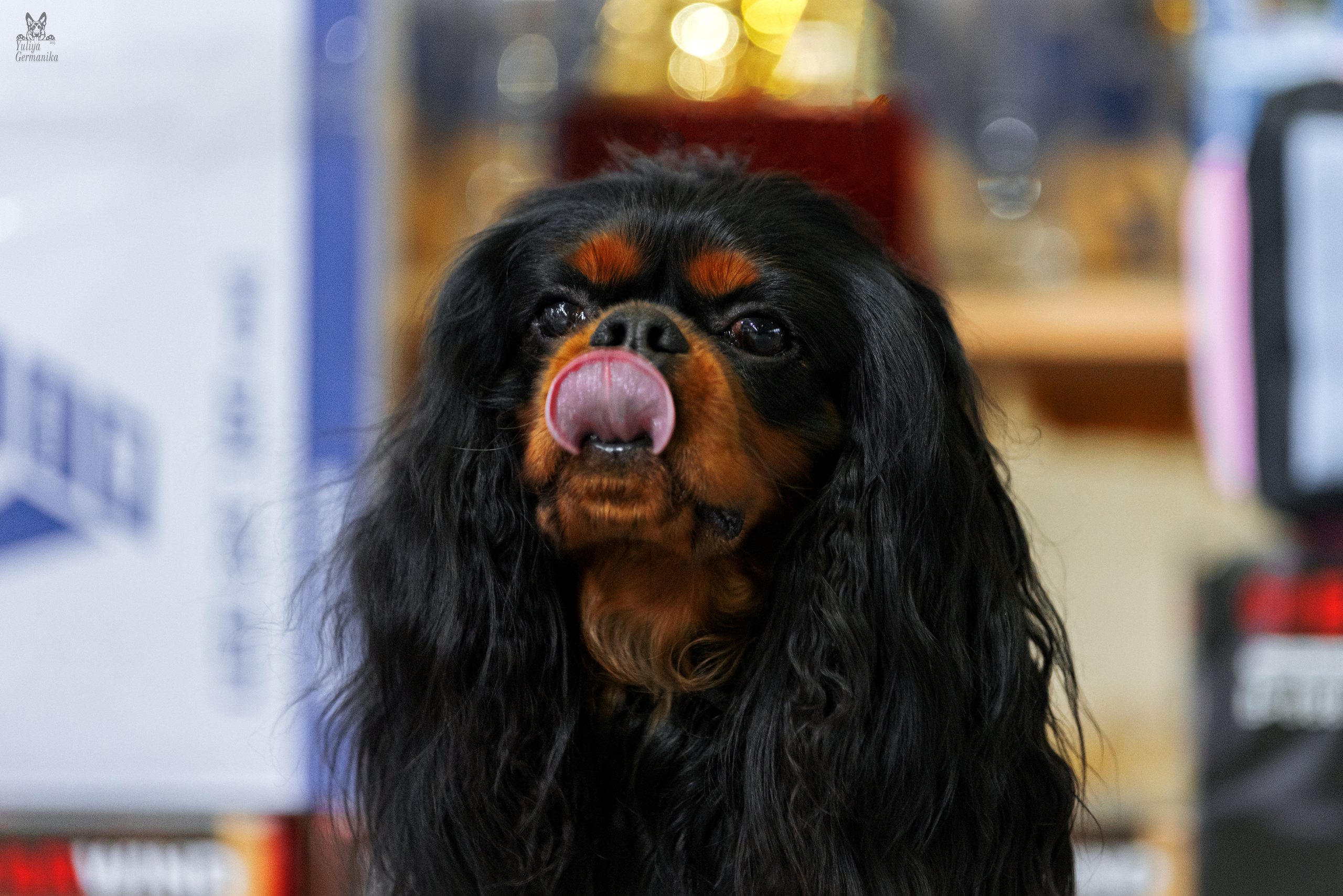 Тверь 01.04.2023. Фотограф-анималист Юлия Германика