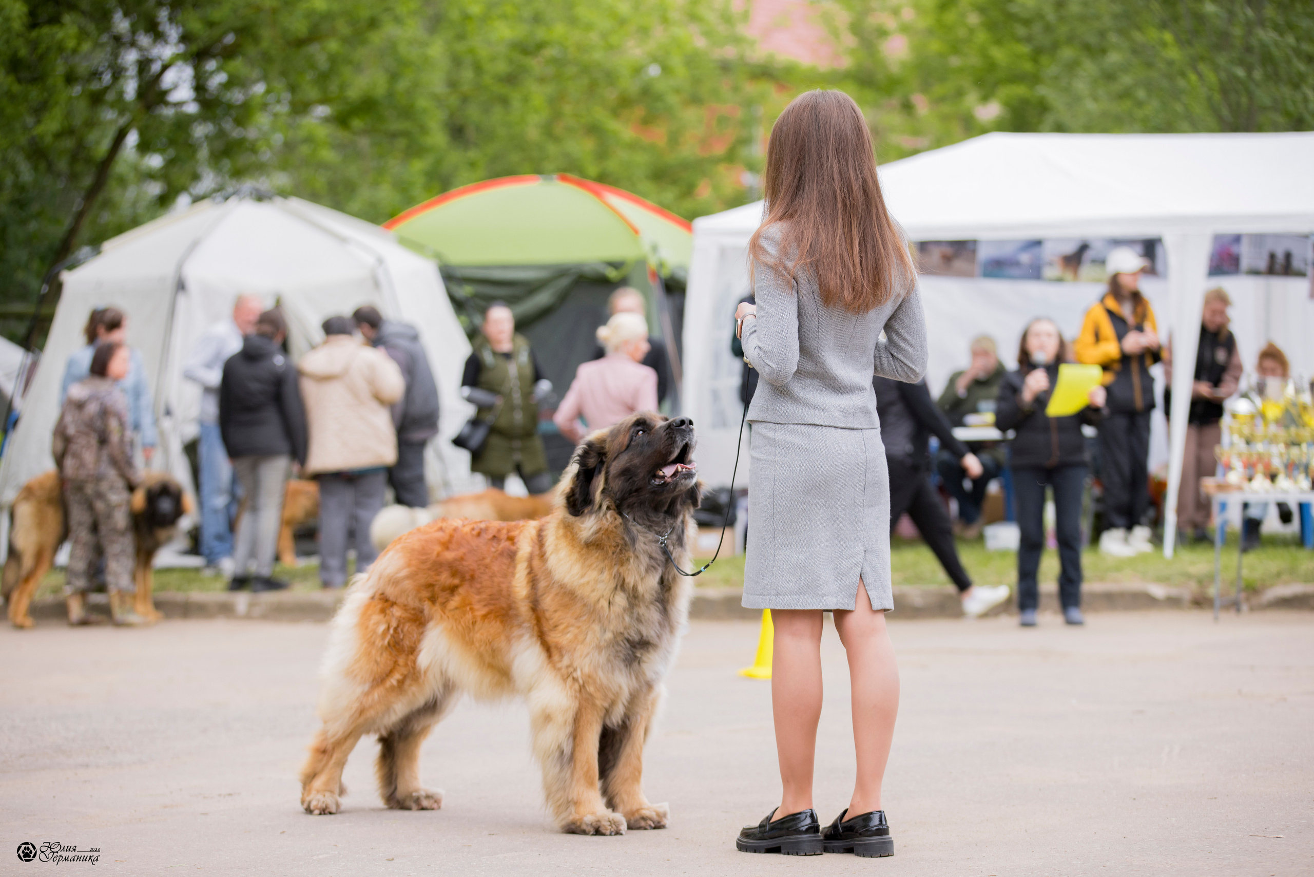 Националка Леонбергеров 28.05.2023. Фотограф-анималист Юлия Германика