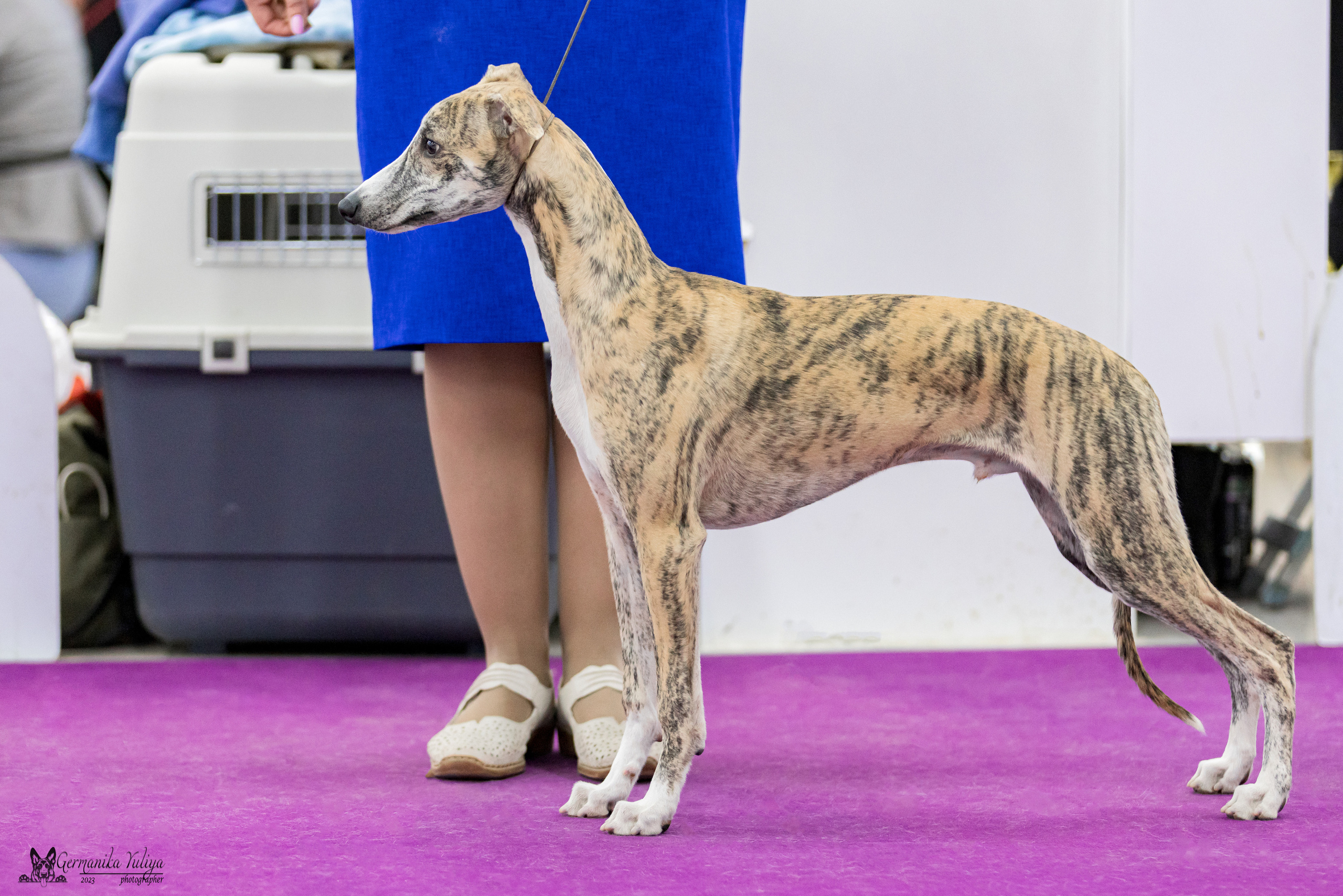 Сфера+МД 8-9.04.2023. Фотограф-анималист Юлия Германика