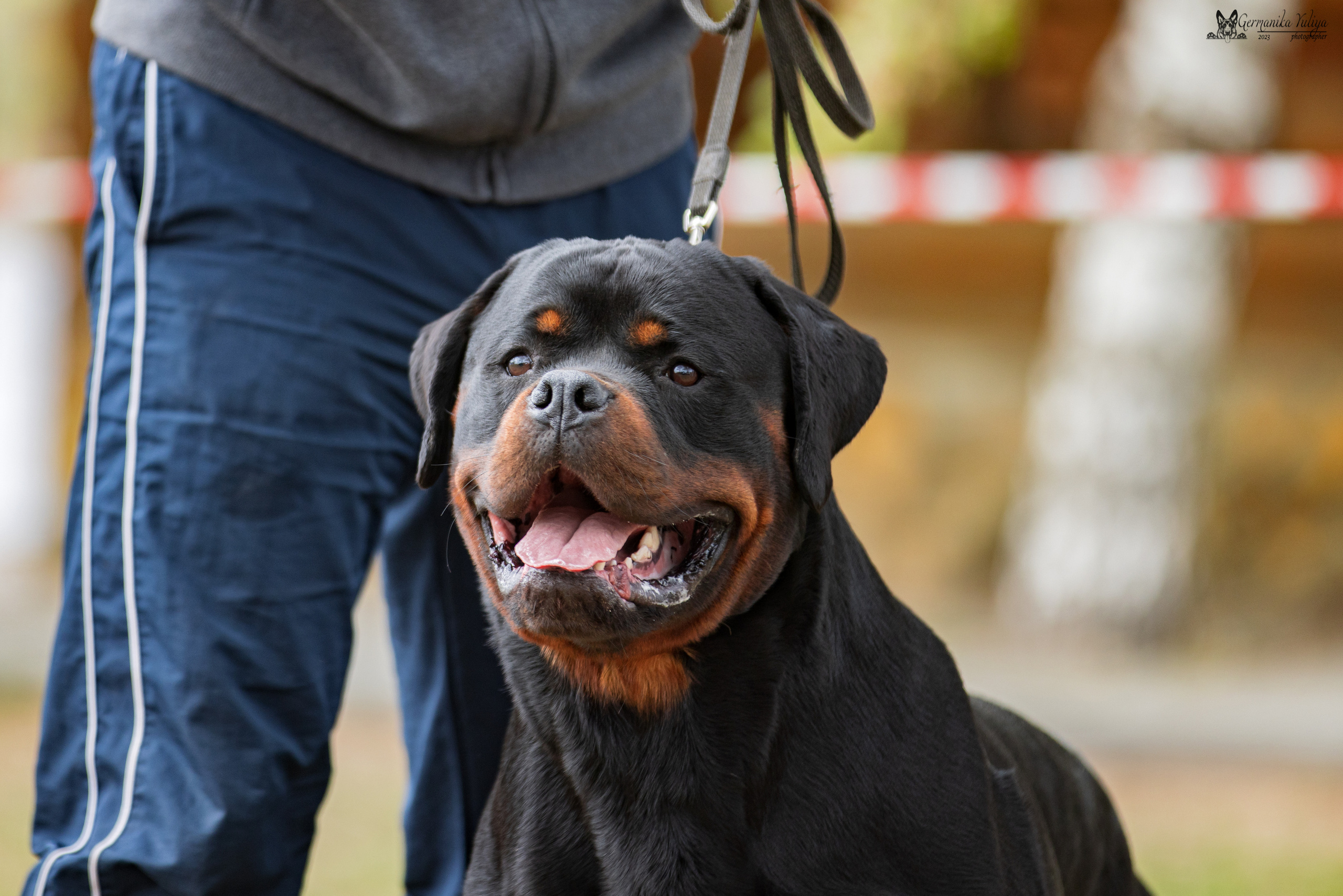 Саратов 2хмоно ротвейлеров 22-23.04.2023. Фотограф-анималист Юлия Германика