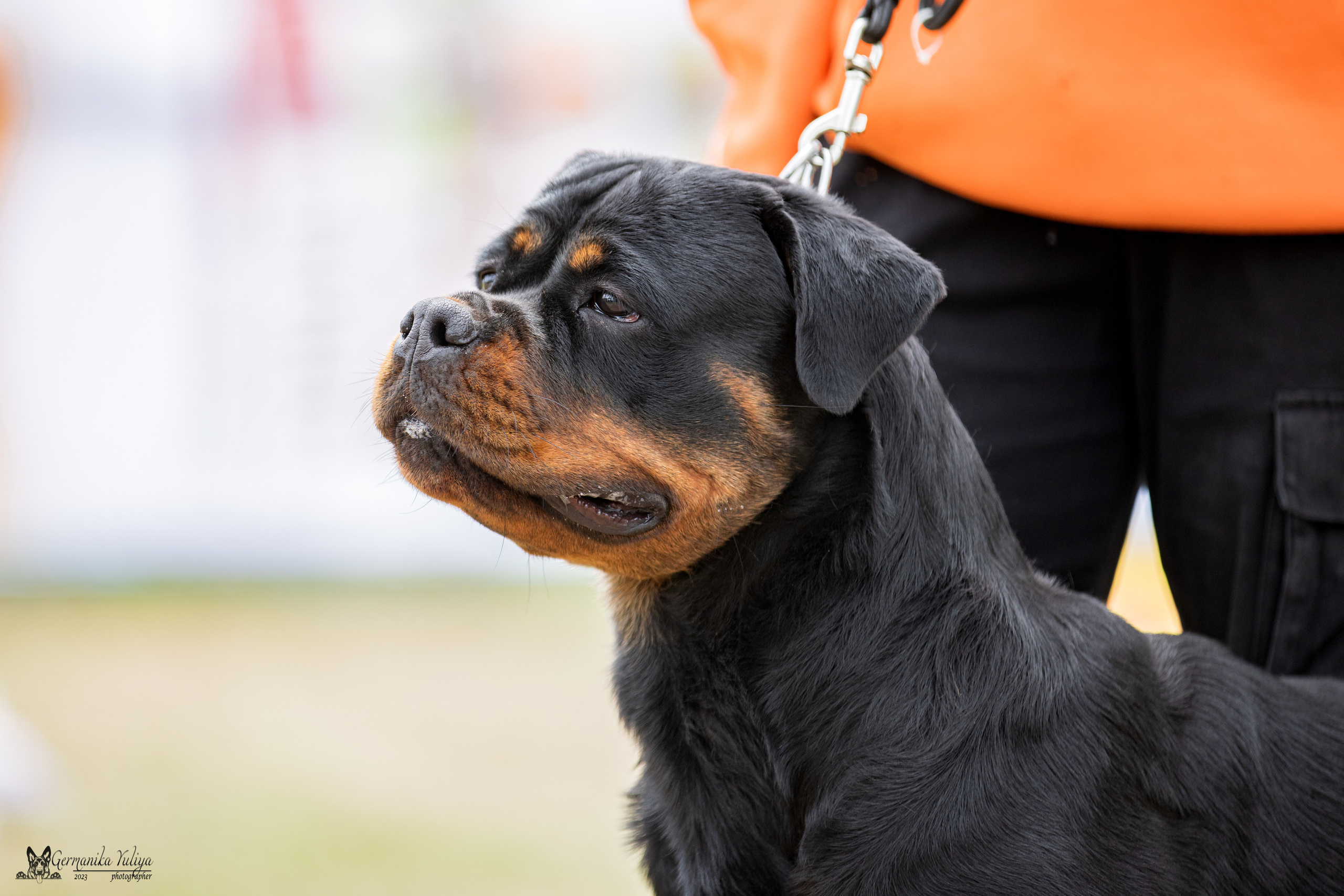 Саратов 2хмоно ротвейлеров 22-23.04.2023. Фотограф-анималист Юлия Германика