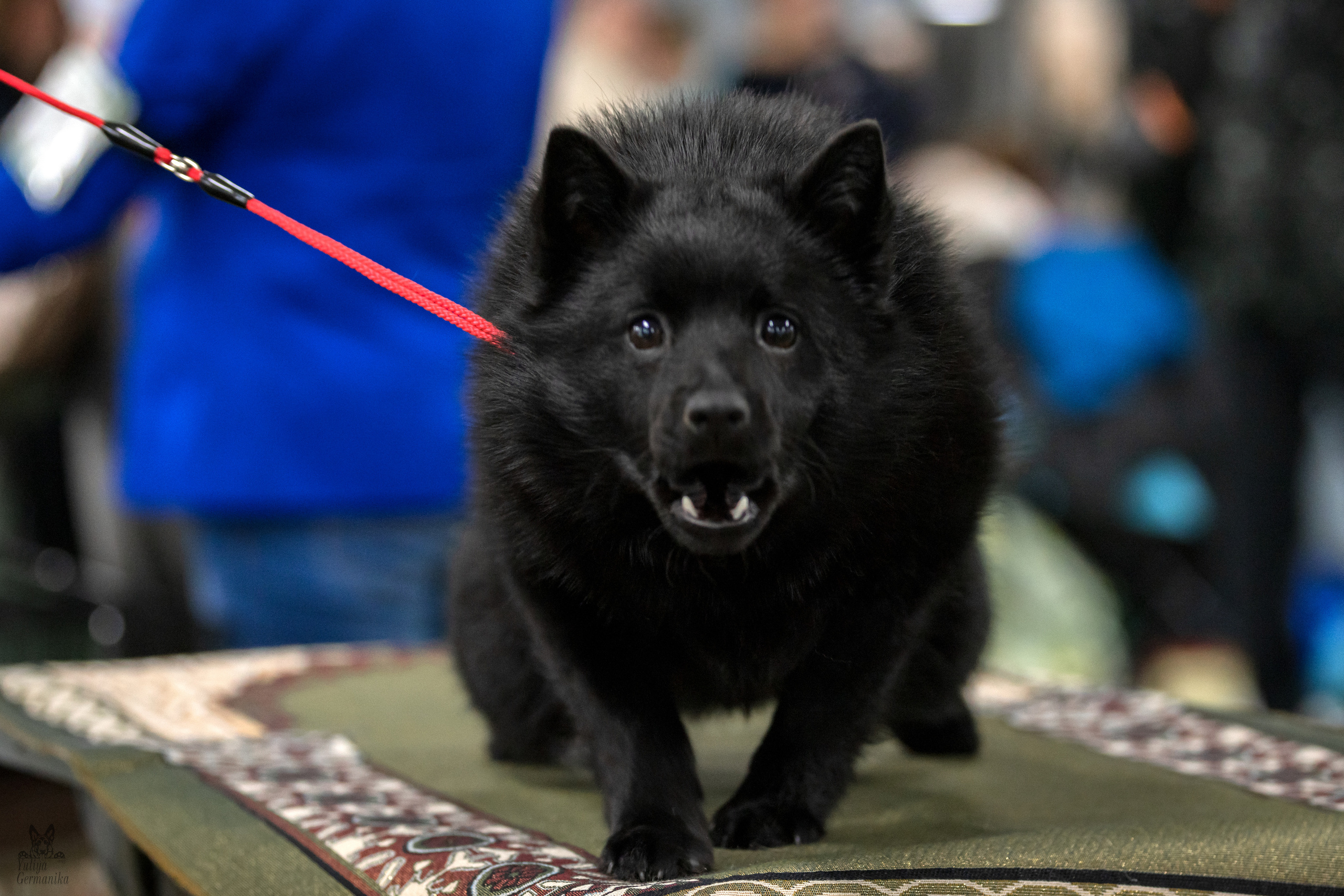 Сфера 25-26.03.2023. Фотограф-анималист Юлия Германика