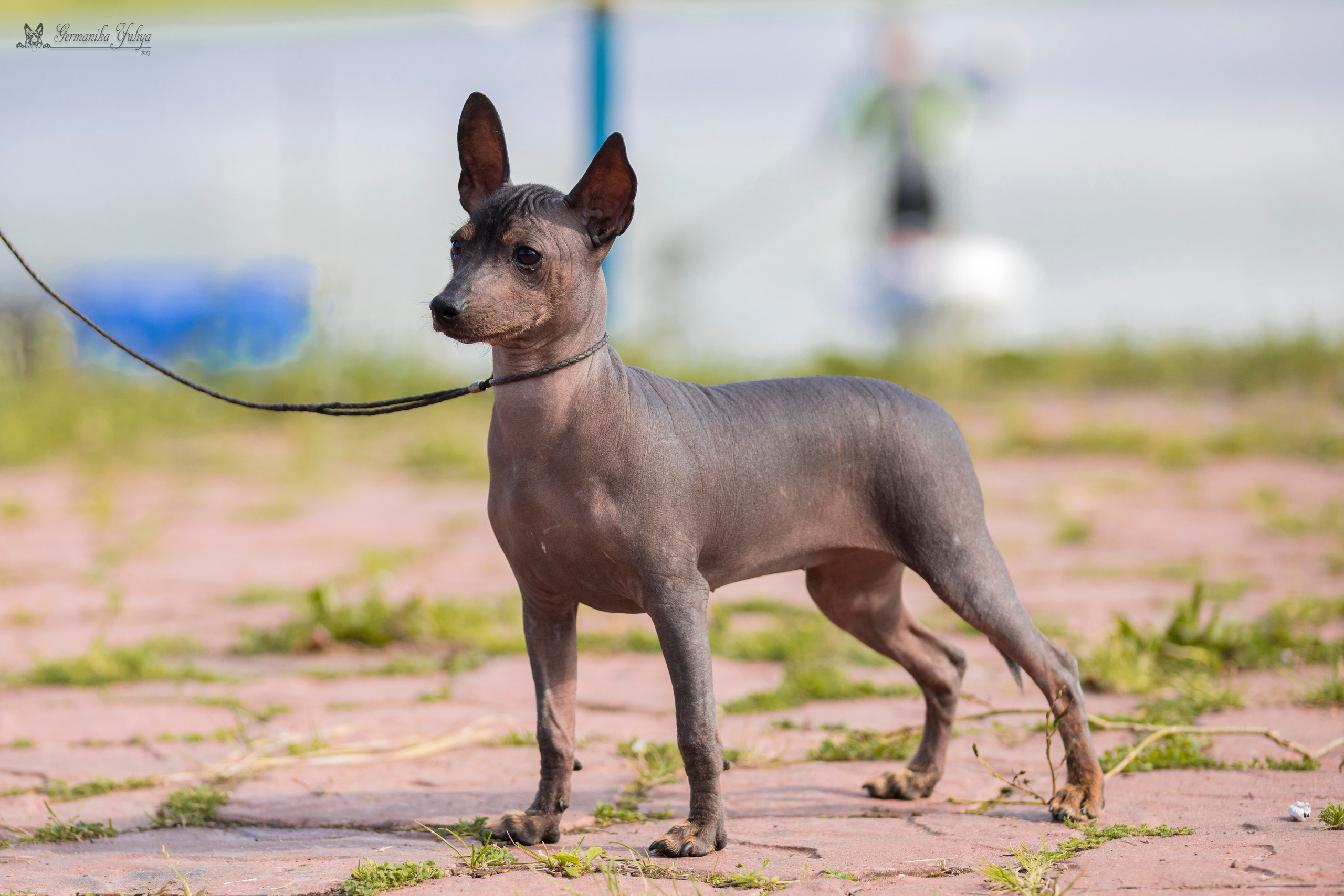Волжанка 8.07.2023. Фотограф-анималист Юлия Германика
