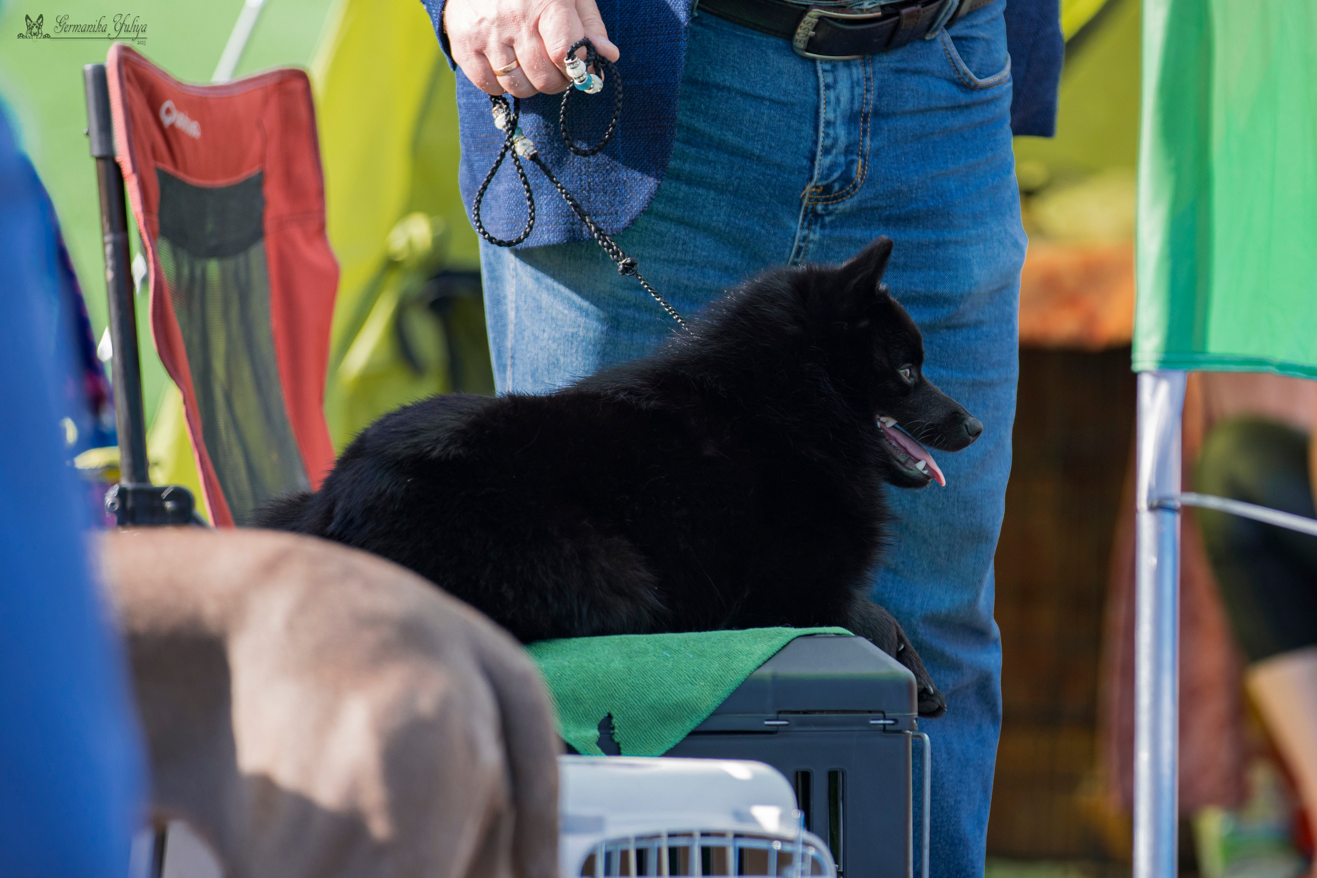 Владимир 1-2.07.2023. Фотограф-анималист Юлия Германика