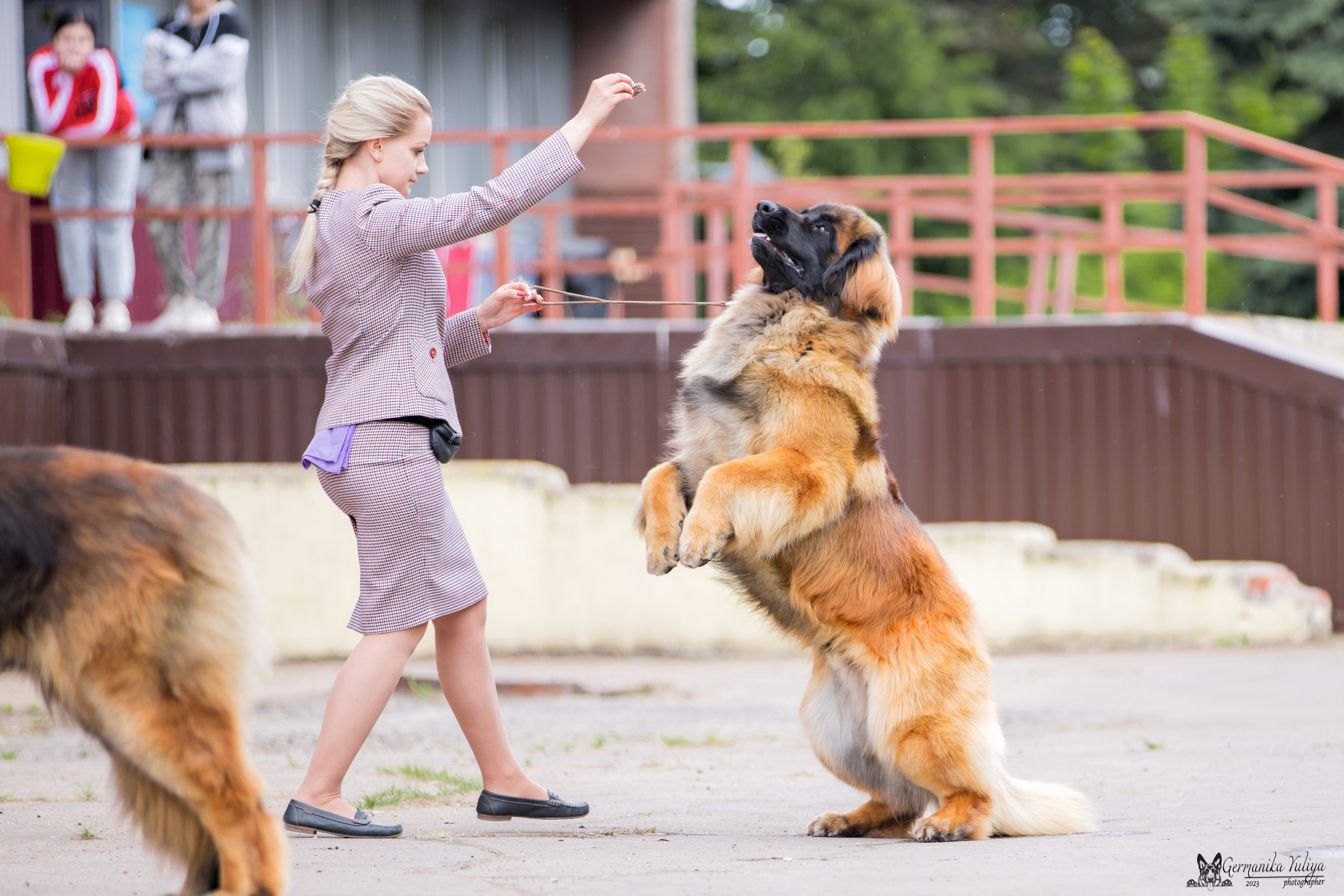 Националка Леонбергеров 28.05.2023. Фотограф-анималист Юлия Германика