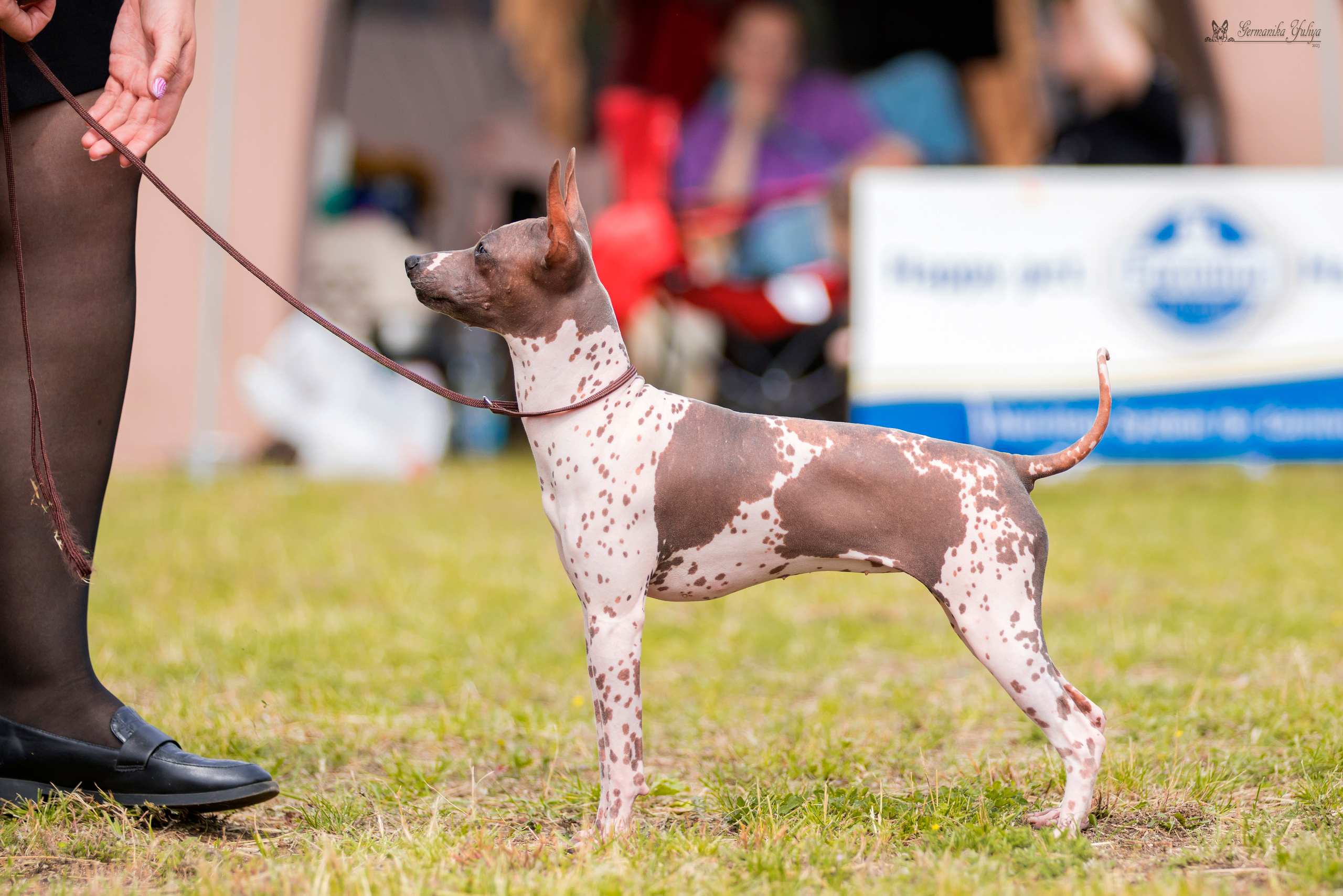 Владимир 1-2.07.2023. Фотограф-анималист Юлия Германика