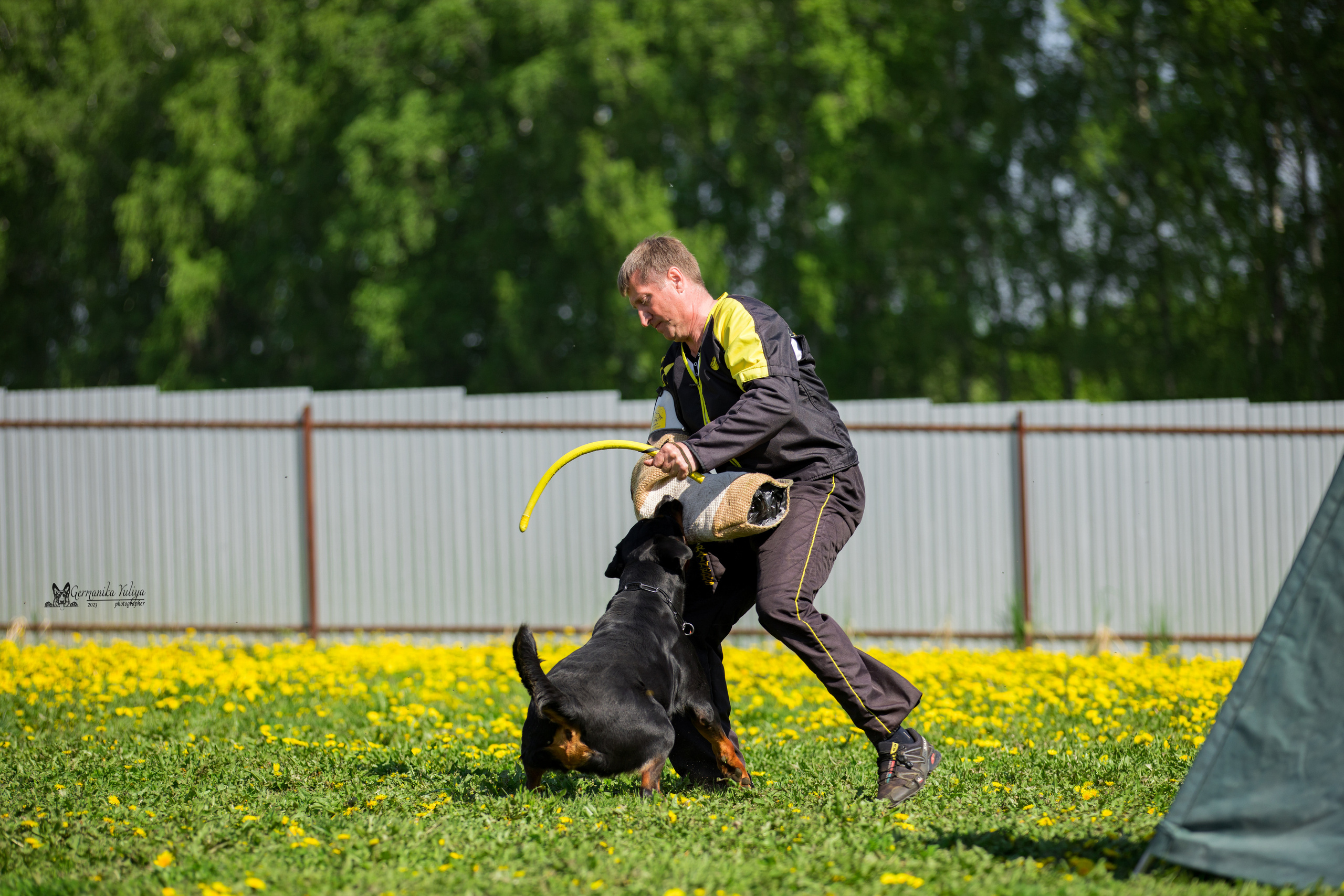 Нижний Новгород моно ротвейлеров 13.05.2023. Фотограф-анималист Юлия Германика