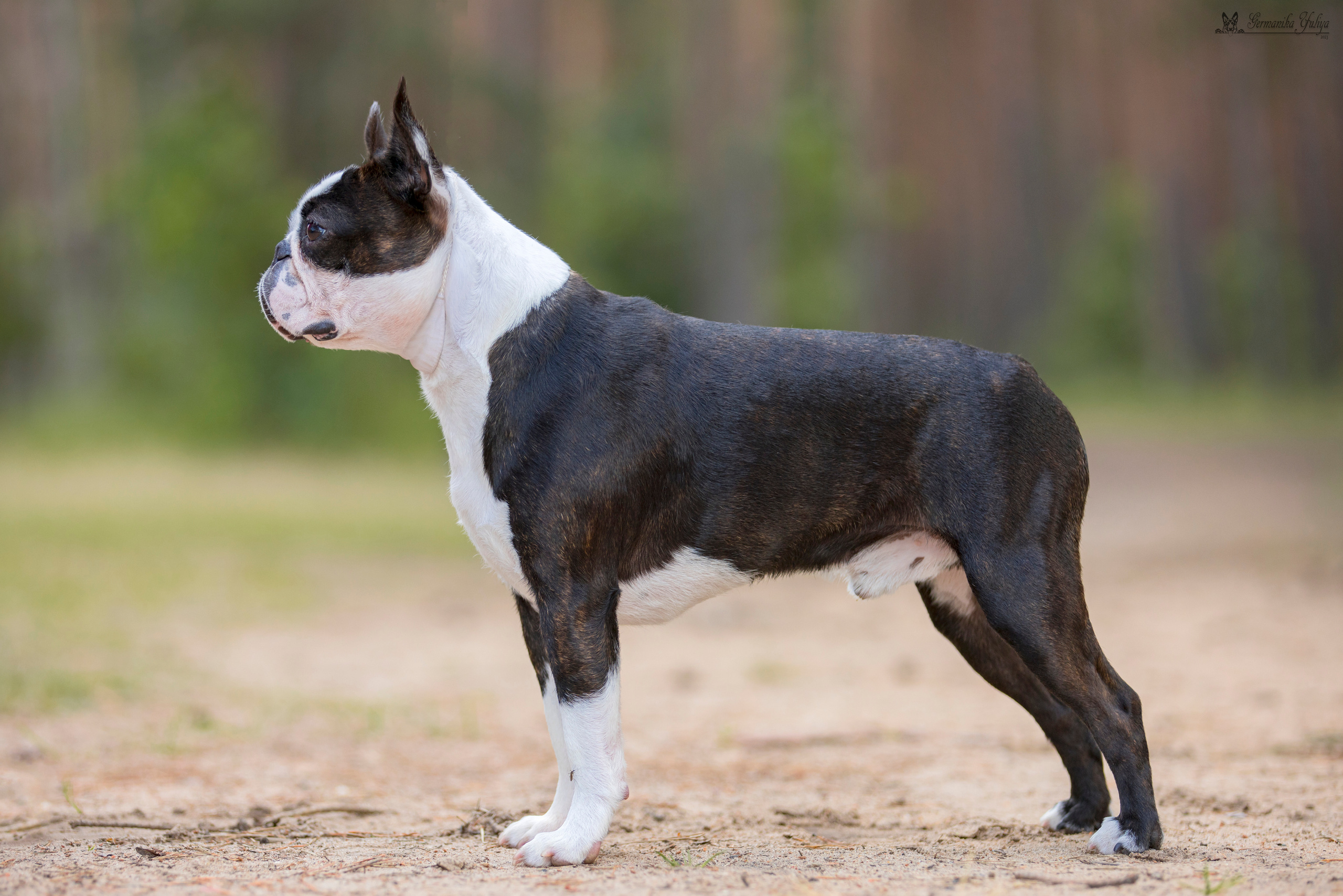 Владимир 1-2.07.2023. Фотограф-анималист Юлия Германика