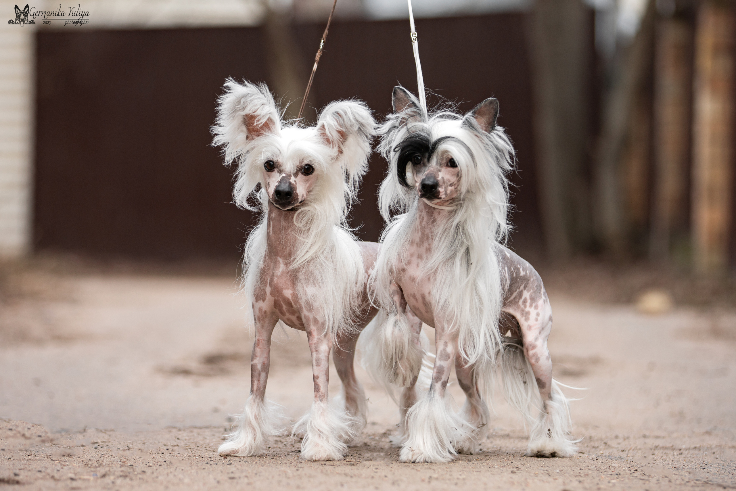 Сфера+МД 8-9.04.2023. Фотограф-анималист Юлия Германика