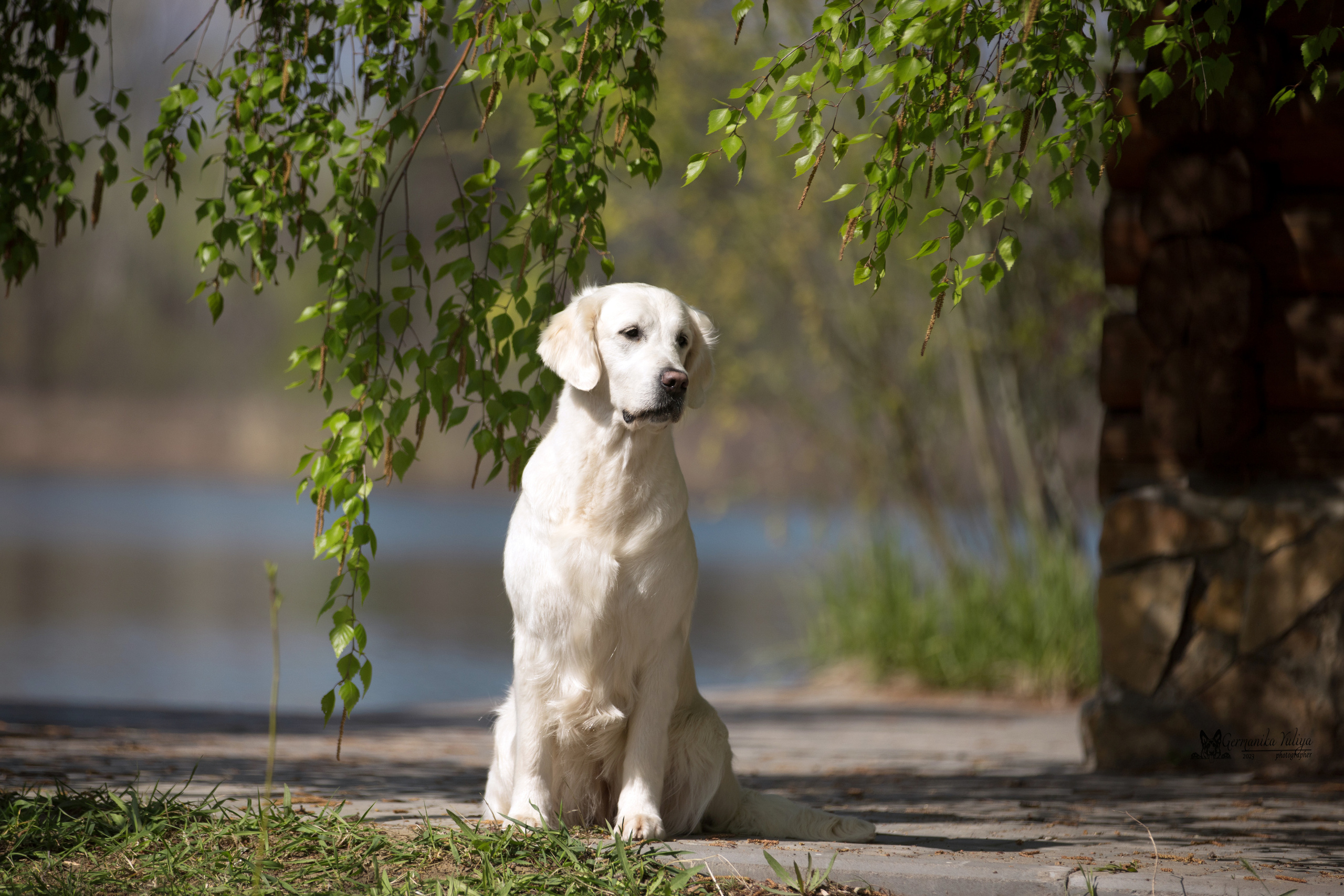 Голдены Саратов 24.04.2023. Фотограф-анималист Юлия Германика