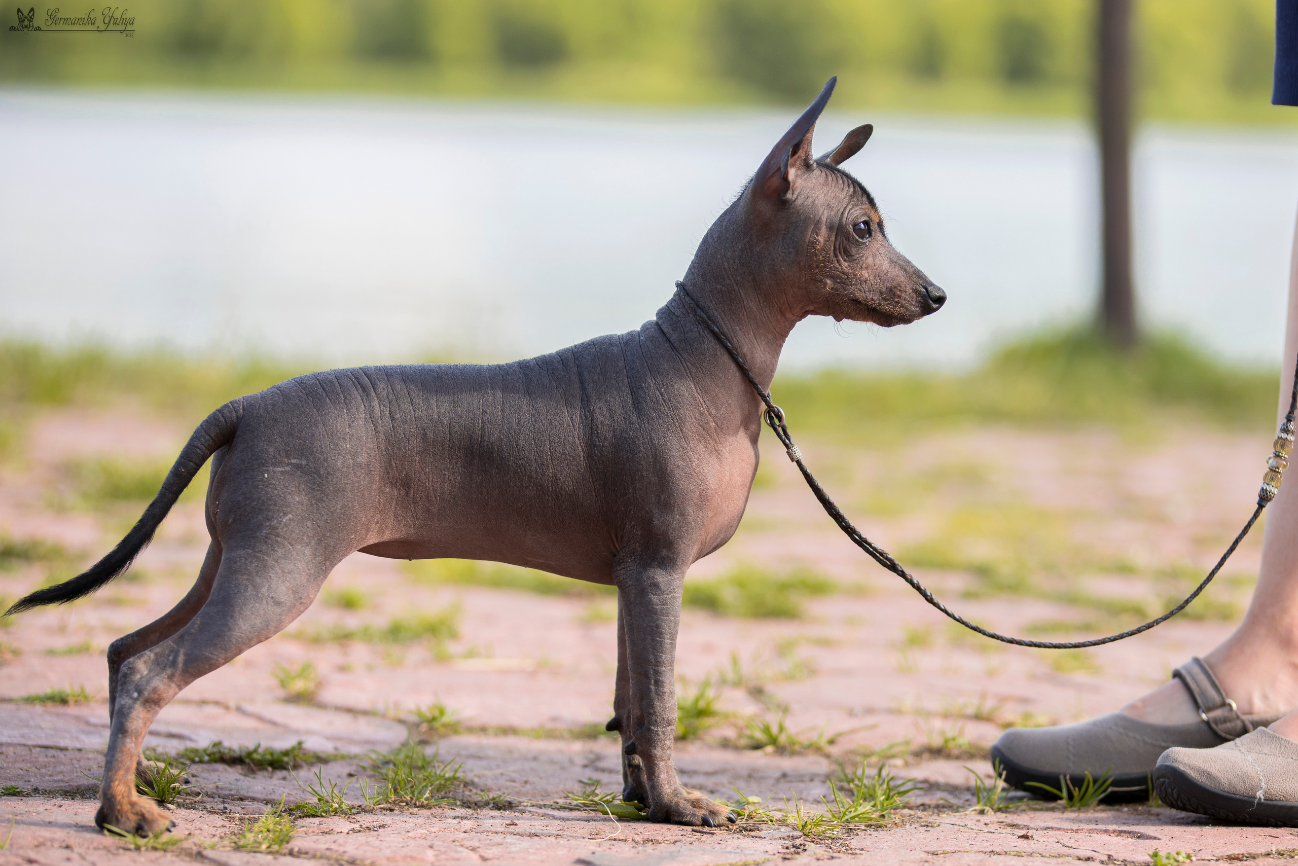 Волжанка 8.07.2023. Фотограф-анималист Юлия Германика