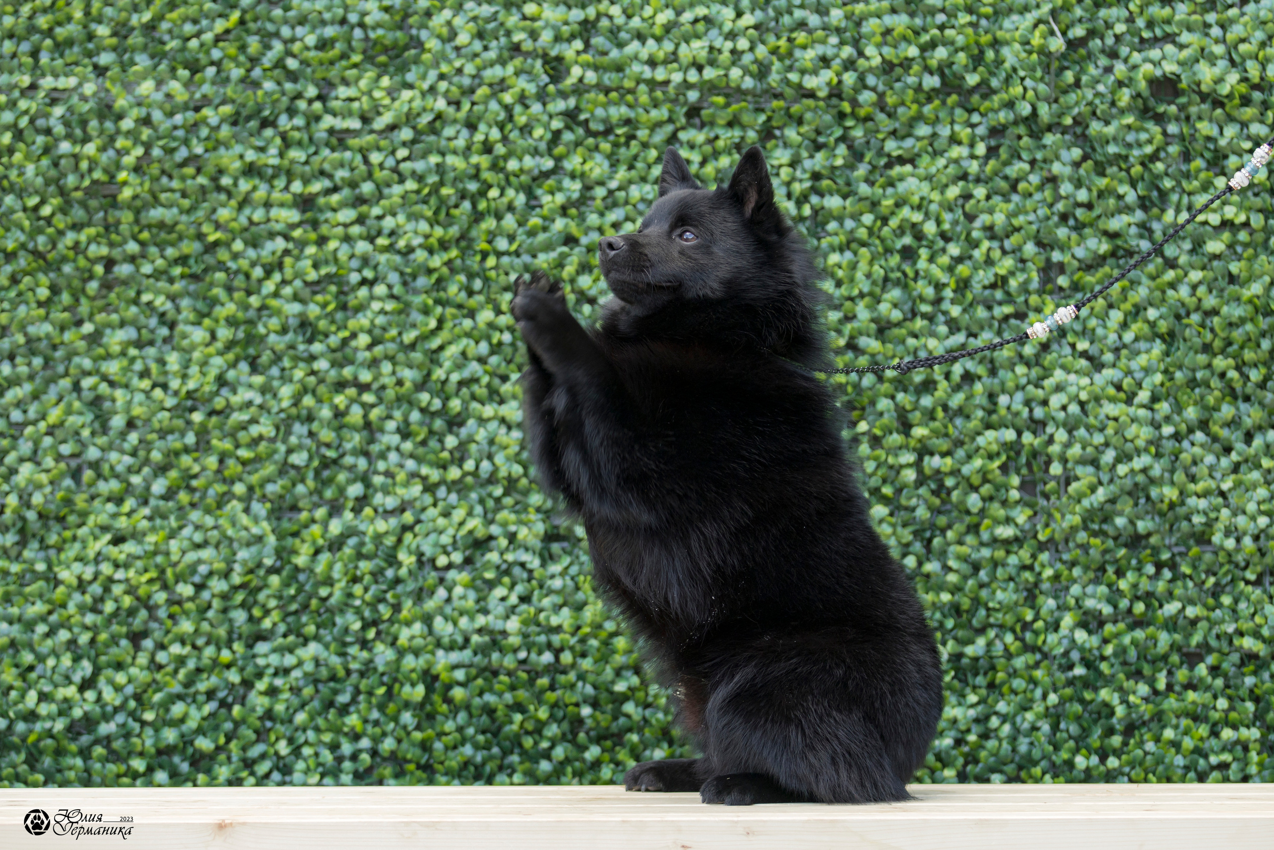Россия 10-11.06.2023. Фотограф-анималист Юлия Германика