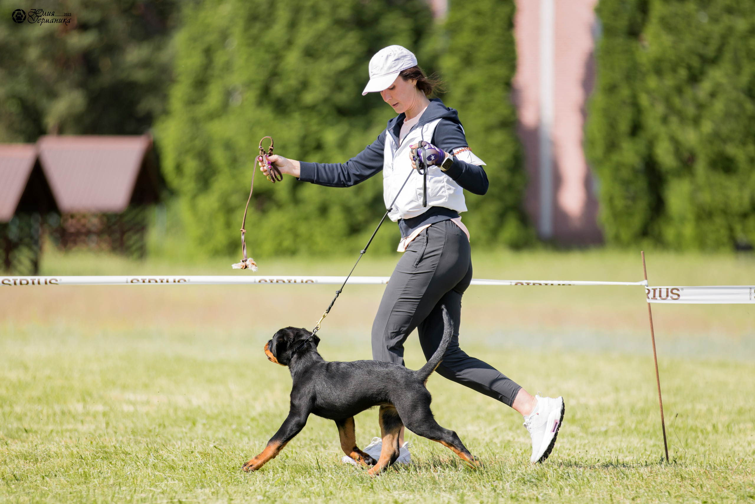 Воронеж 2хмоно ротвейлеров 3-4.06.2023. Фотограф-анималист Юлия Германика