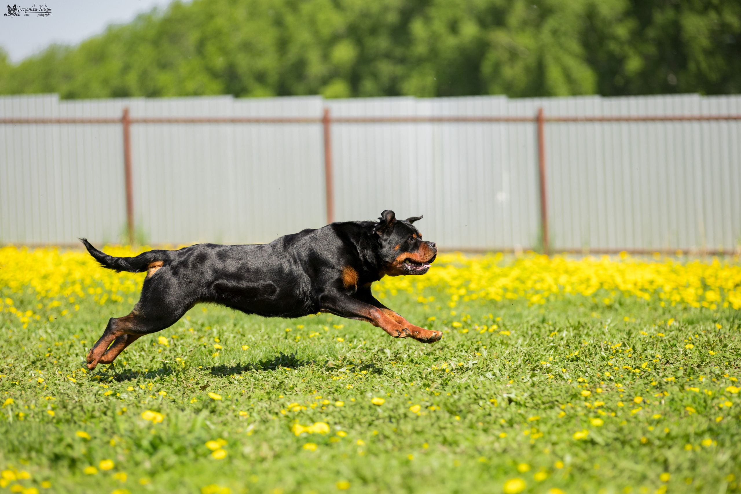 Нижний Новгород моно ротвейлеров 13.05.2023. Фотограф-анималист Юлия Германика