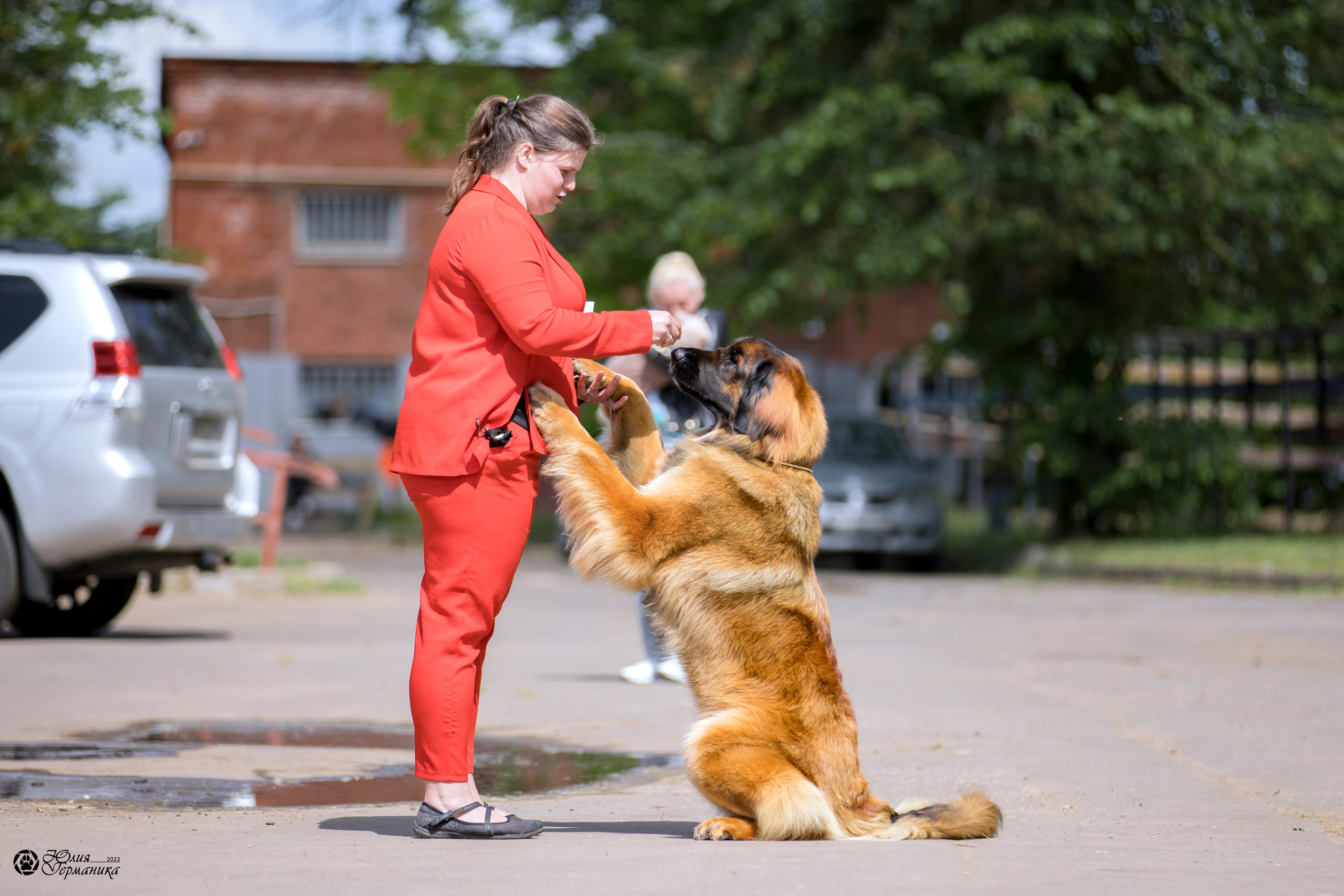 Националка Леонбергеров 28.05.2023. Фотограф-анималист Юлия Германика