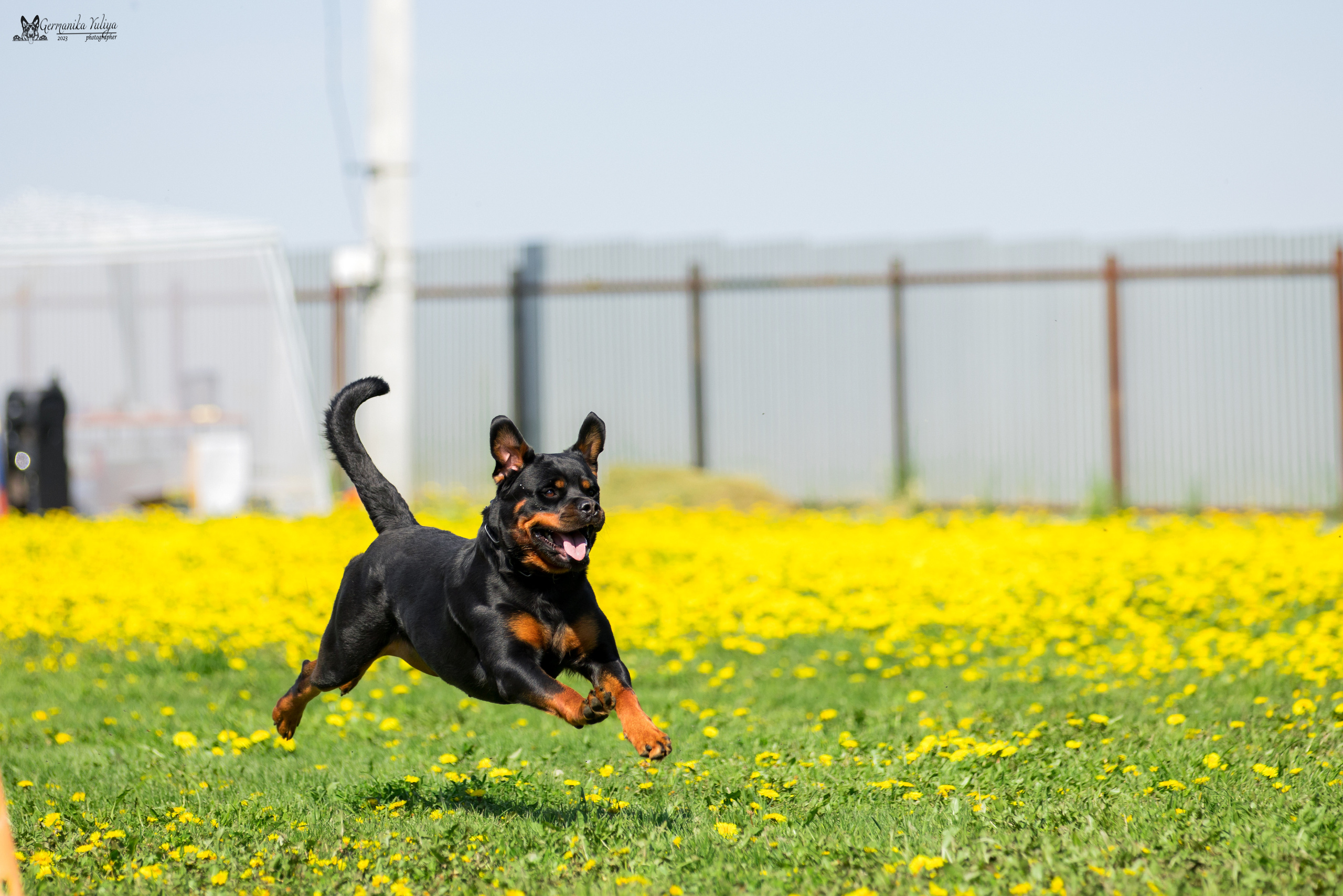 Нижний Новгород моно ротвейлеров 13.05.2023. Фотограф-анималист Юлия Германика