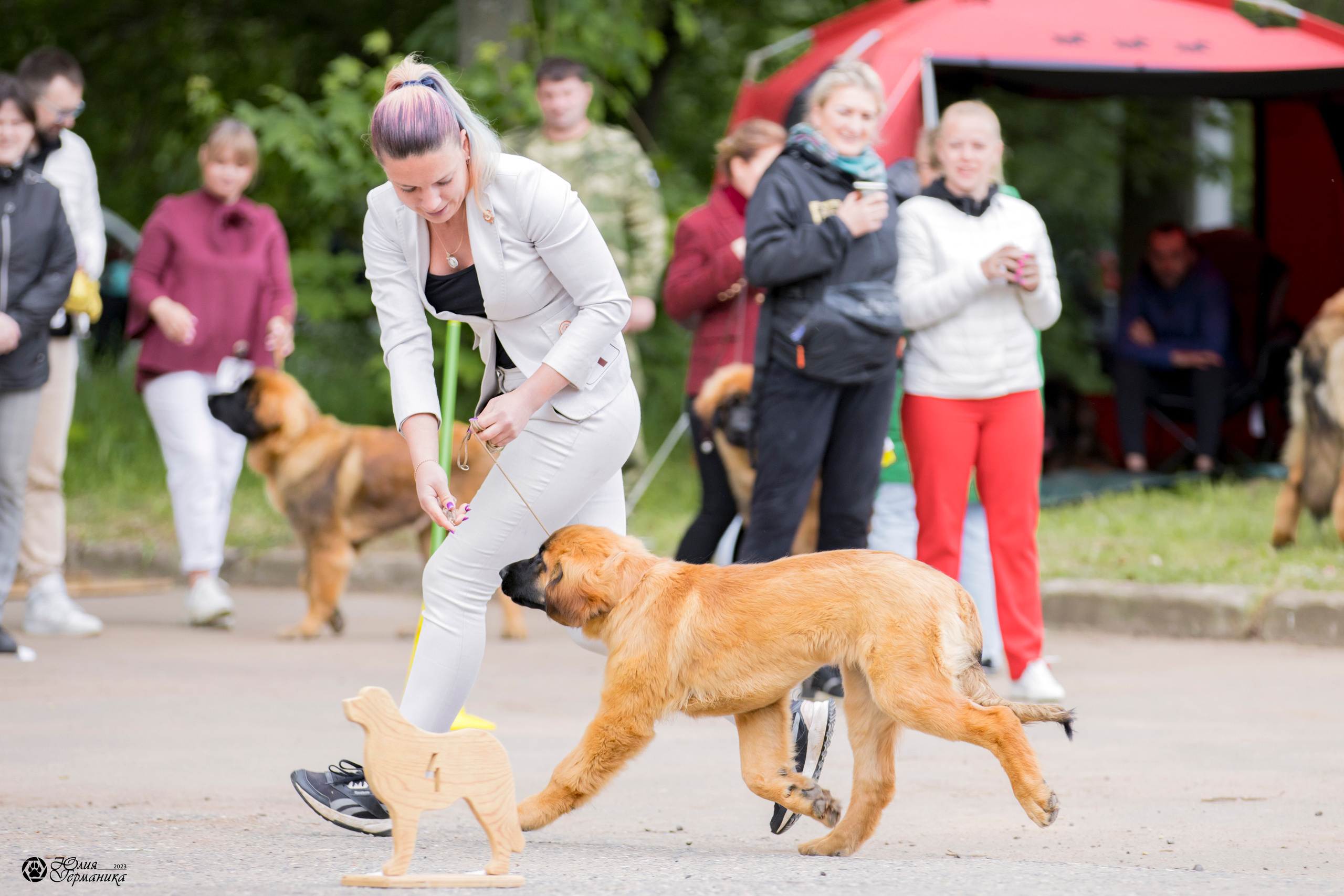 Националка Леонбергеров 28.05.2023. Фотограф-анималист Юлия Германика