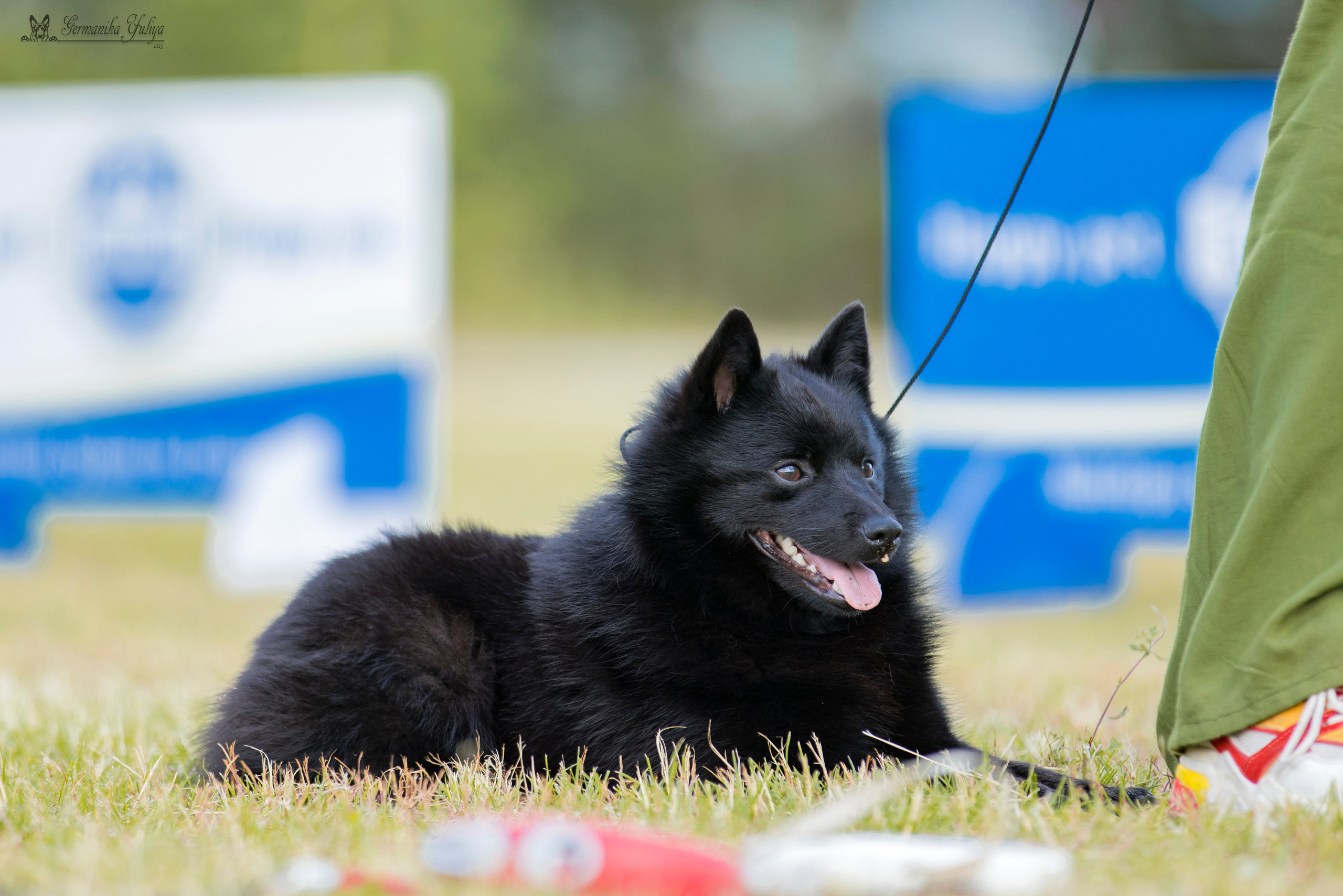 Владимир 1-2.07.2023. Фотограф-анималист Юлия Германика