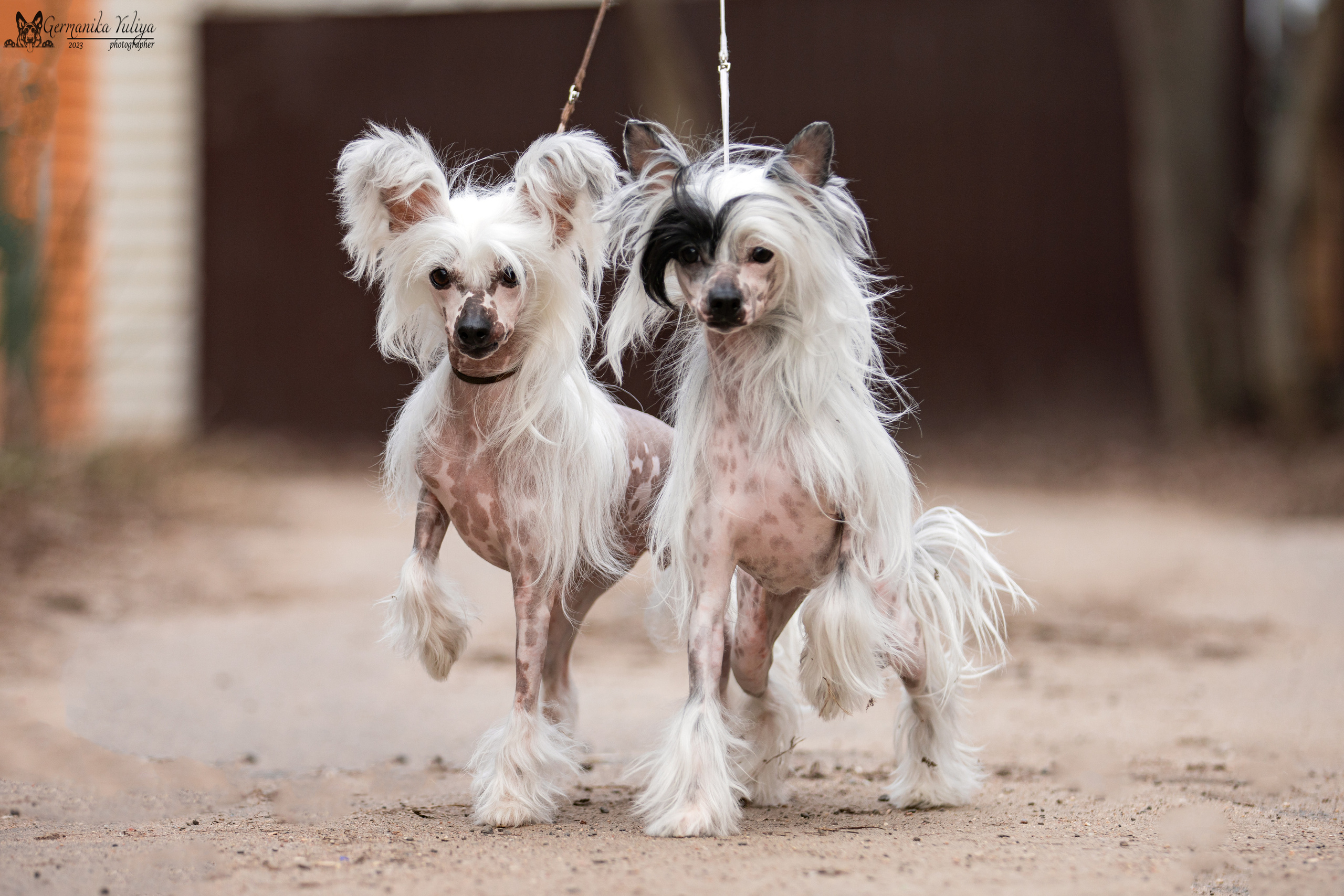 Сфера+МД 8-9.04.2023. Фотограф-анималист Юлия Германика