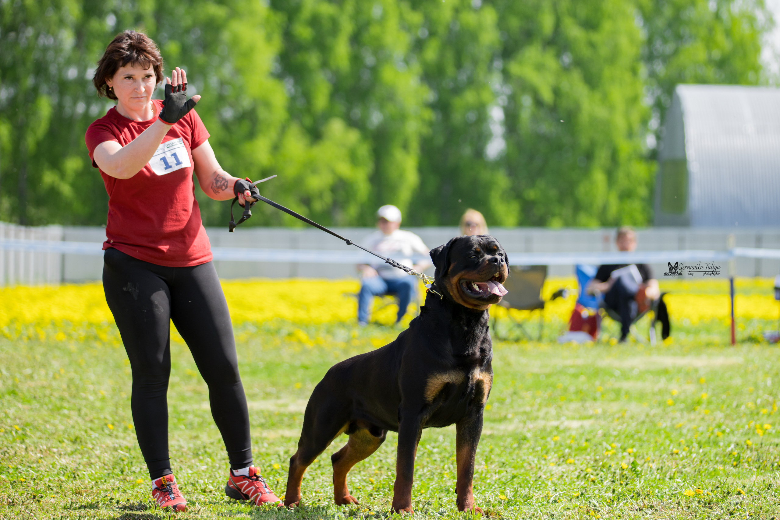 Нижний Новгород моно ротвейлеров 13.05.2023. Фотограф-анималист Юлия Германика