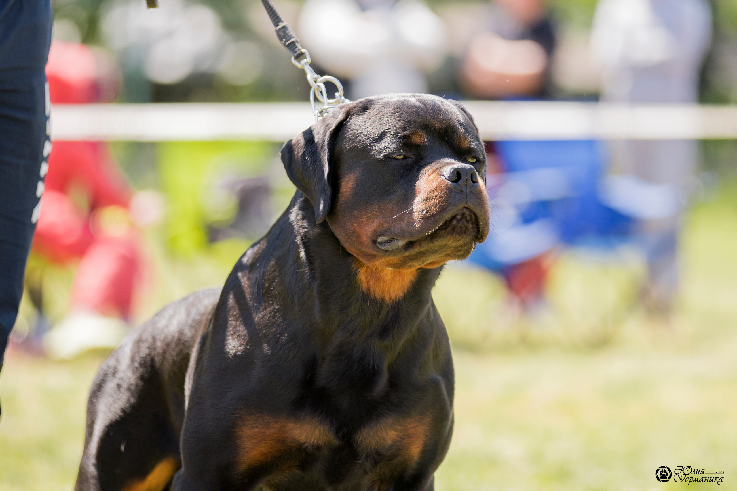 Воронеж 2хмоно ротвейлеров 3-4.06.2023. Фотограф-анималист Юлия Германика