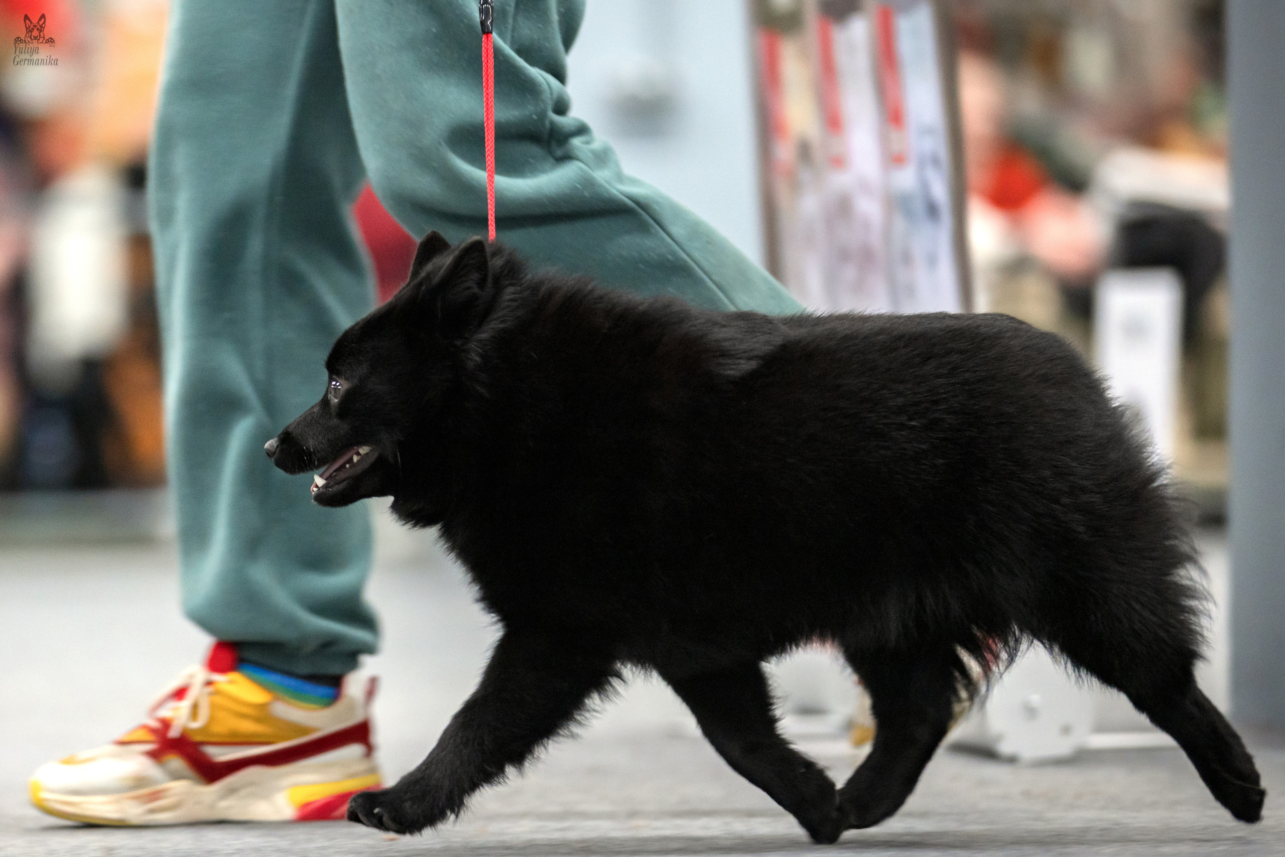 Сфера 25-26.03.2023. Фотограф-анималист Юлия Германика