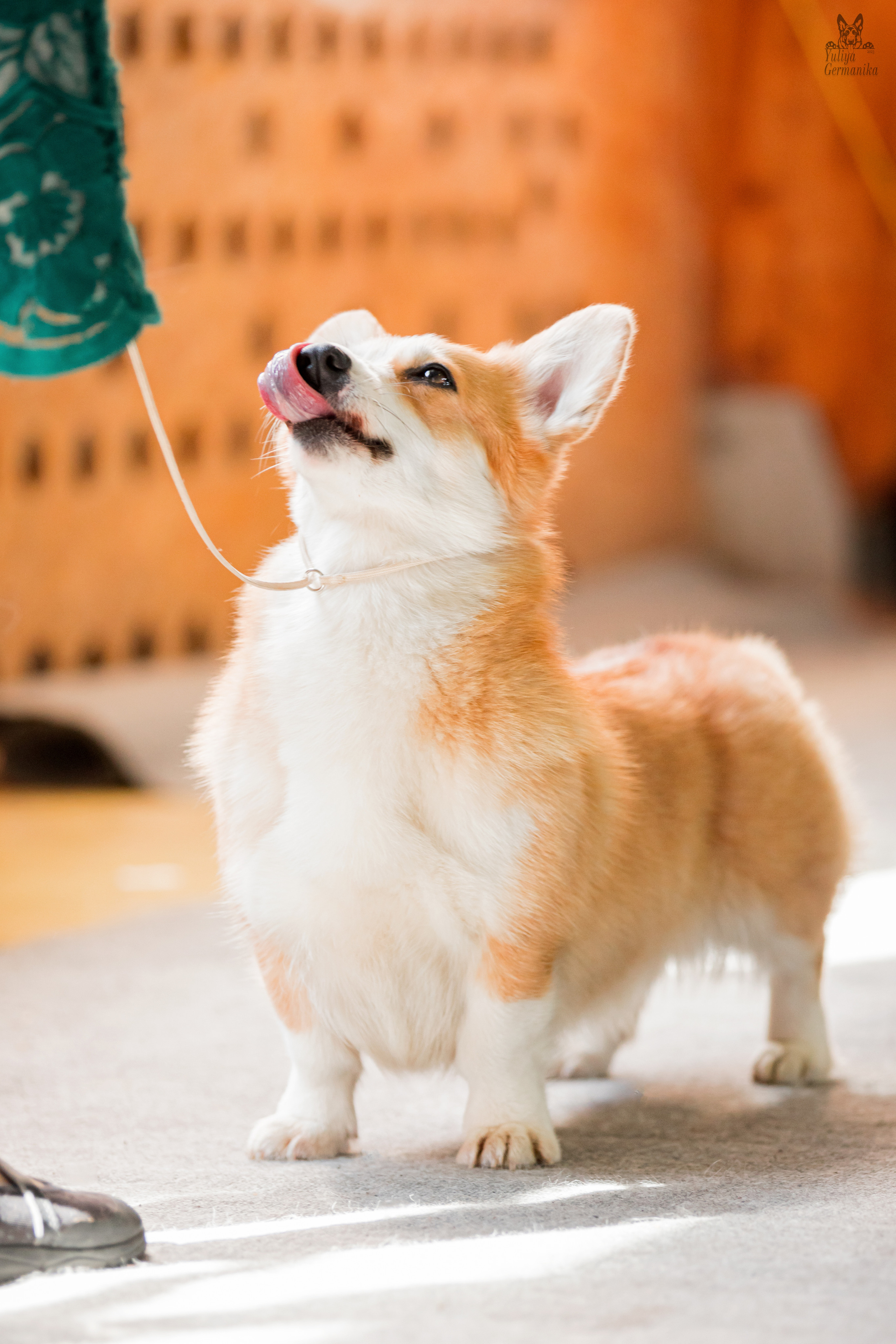 Тверь 01.04.2023. Фотограф-анималист Юлия Германика