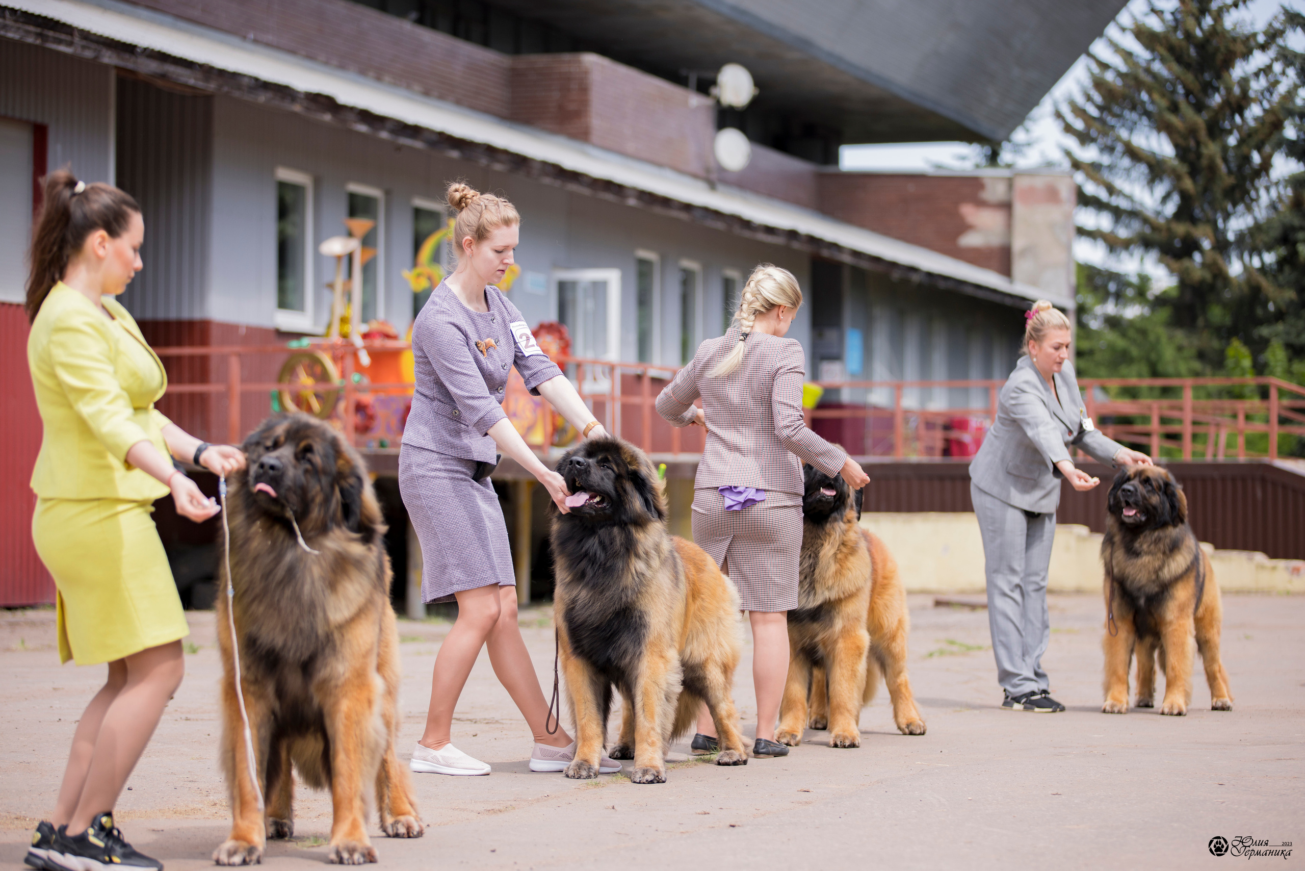 Националка Леонбергеров 28.05.2023. Фотограф-анималист Юлия Германика